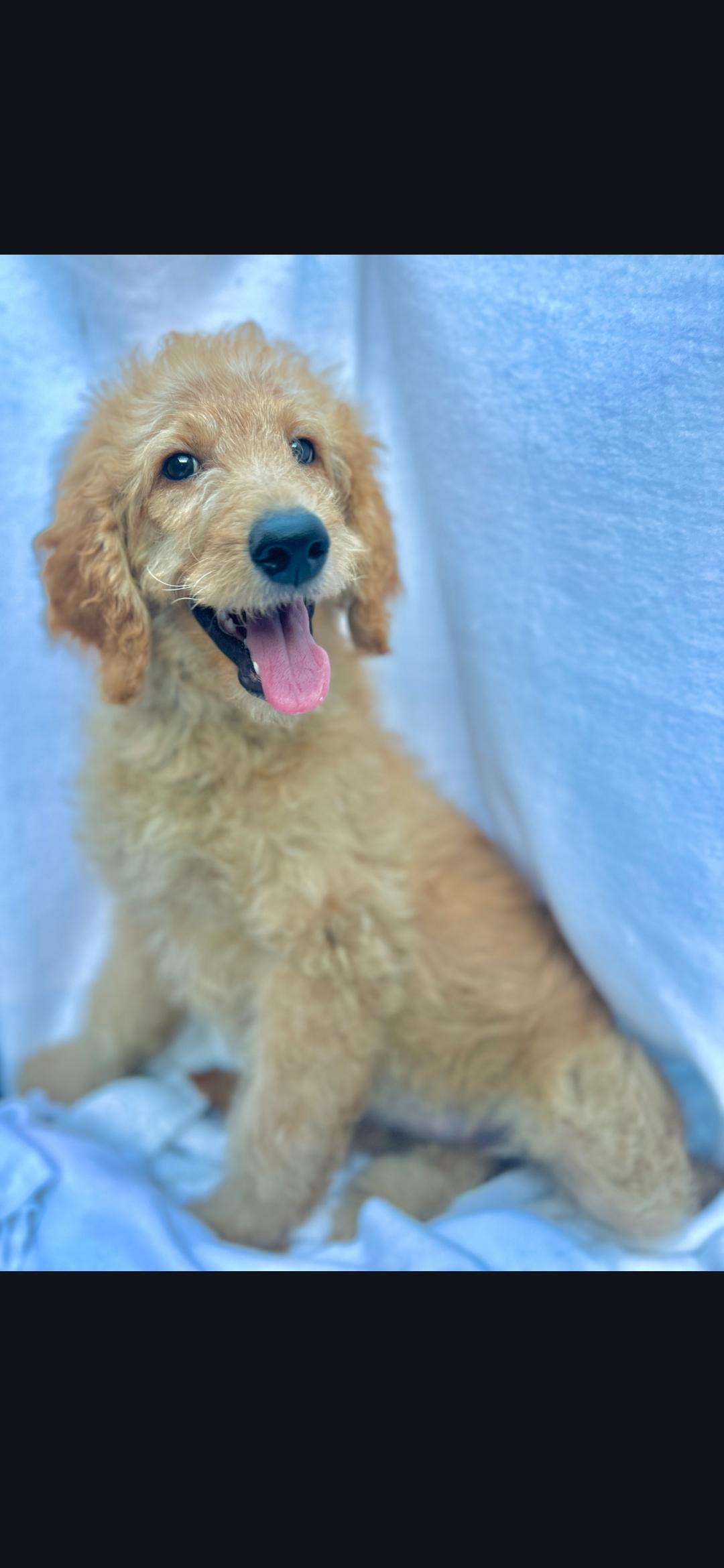 Enlarge Blondie, a ADOPTABLE mixed breed in Hawthorne, CA image 1/4