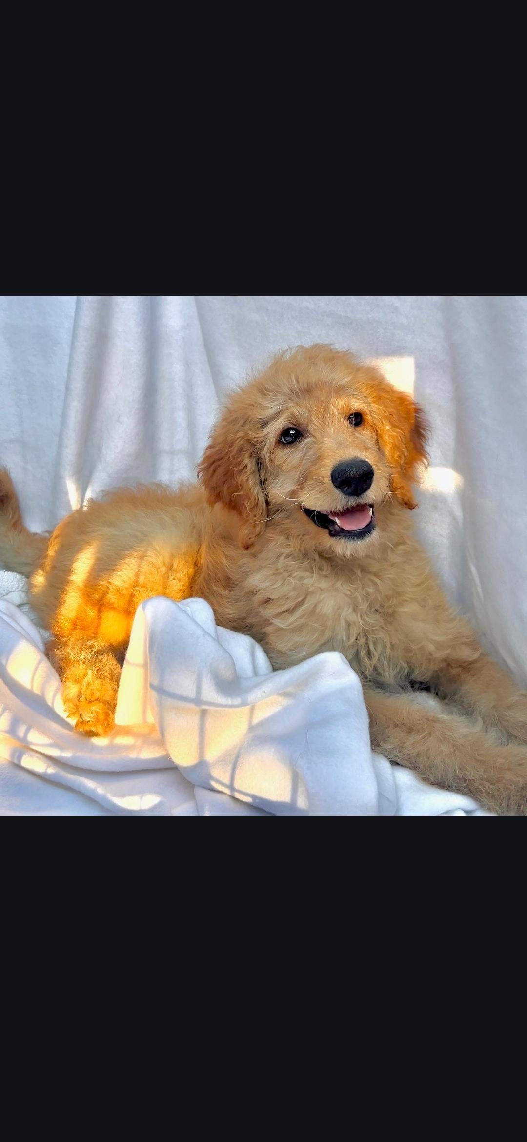 Enlarge Blondie, a ADOPTABLE mixed breed in Hawthorne, CA image 2/4