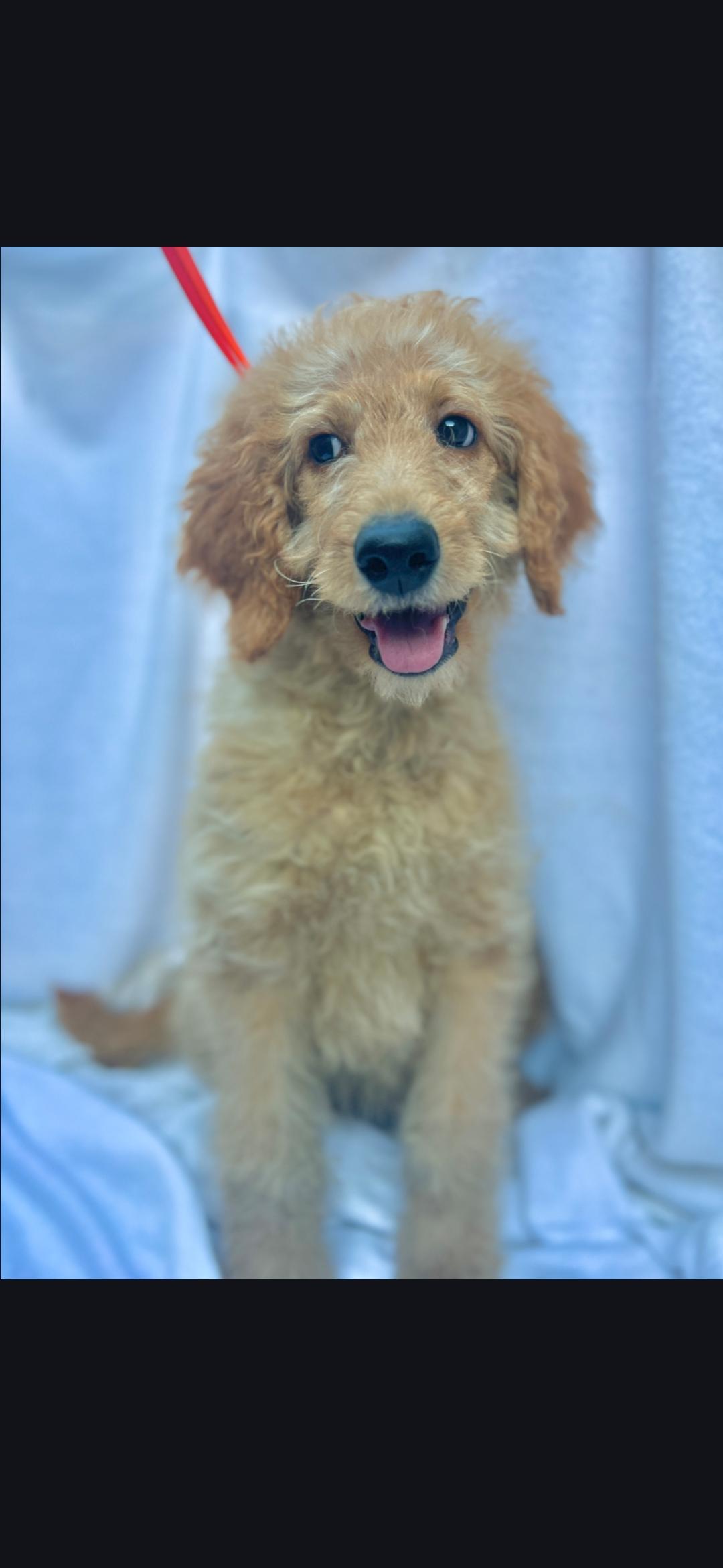 Enlarge Blondie, a ADOPTABLE mixed breed in Hawthorne, CA image 4/4