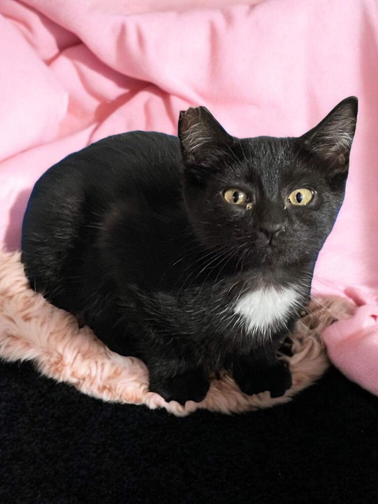 Pasha, Adopted, Kitten Female Domestic Short Hair.