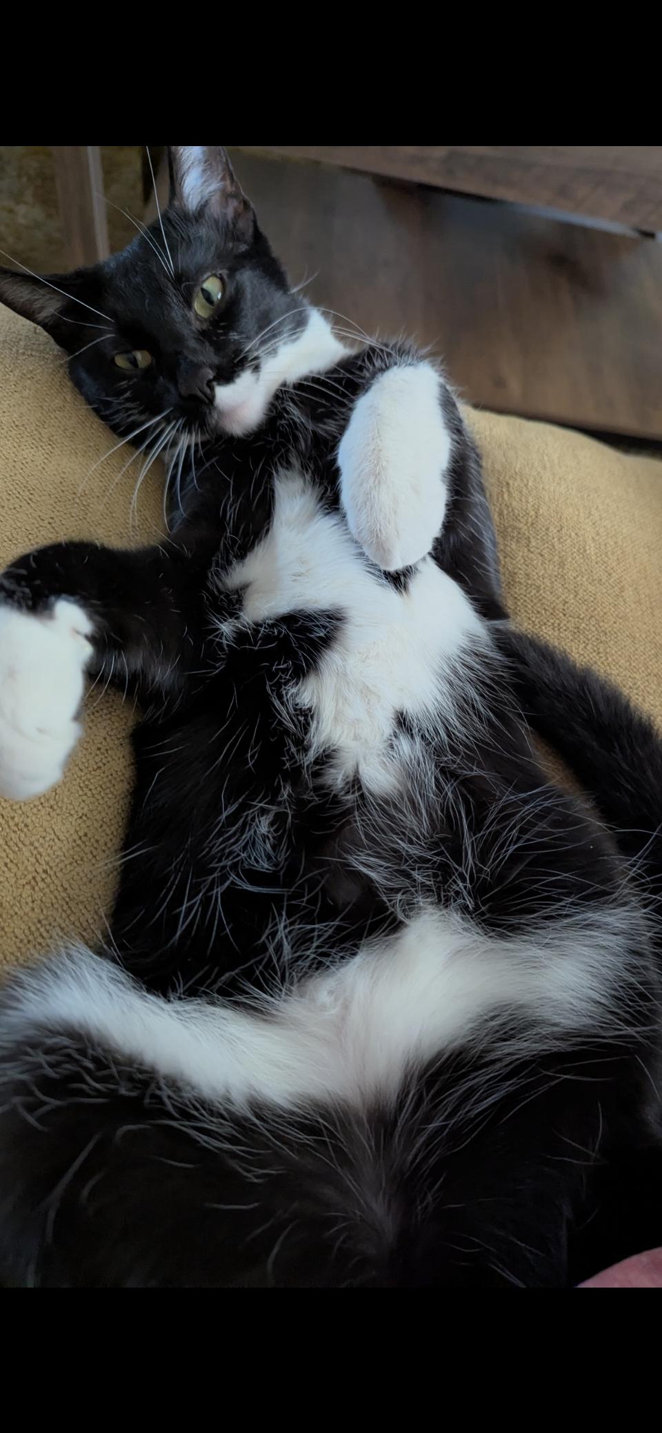 Tux, Adoptable, Young Male Domestic Short Hair.