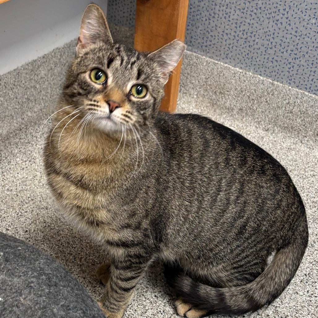 Enlarge Ash, a Adoptable Domestic Short Hair in Naperville, IL image 1/2