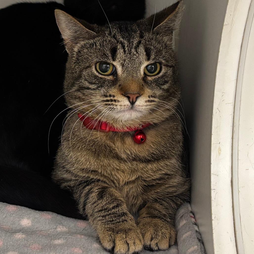 Enlarge Ash, a Adoptable Domestic Short Hair in Naperville, IL image 2/2