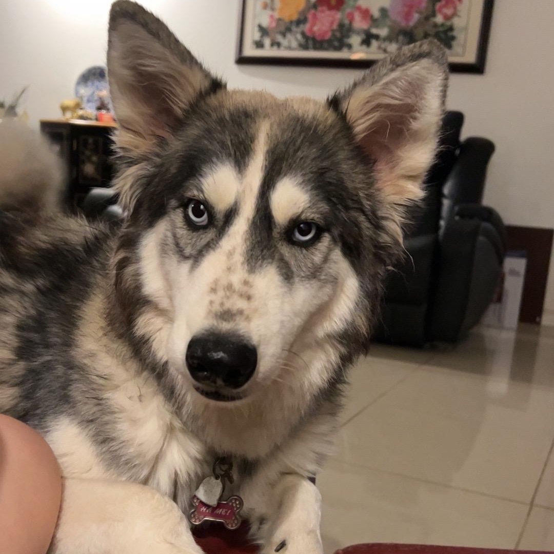 Ha Mei, an adoptable Siberian Husky in Eau Claire, WI, 54703 | Photo Image 1