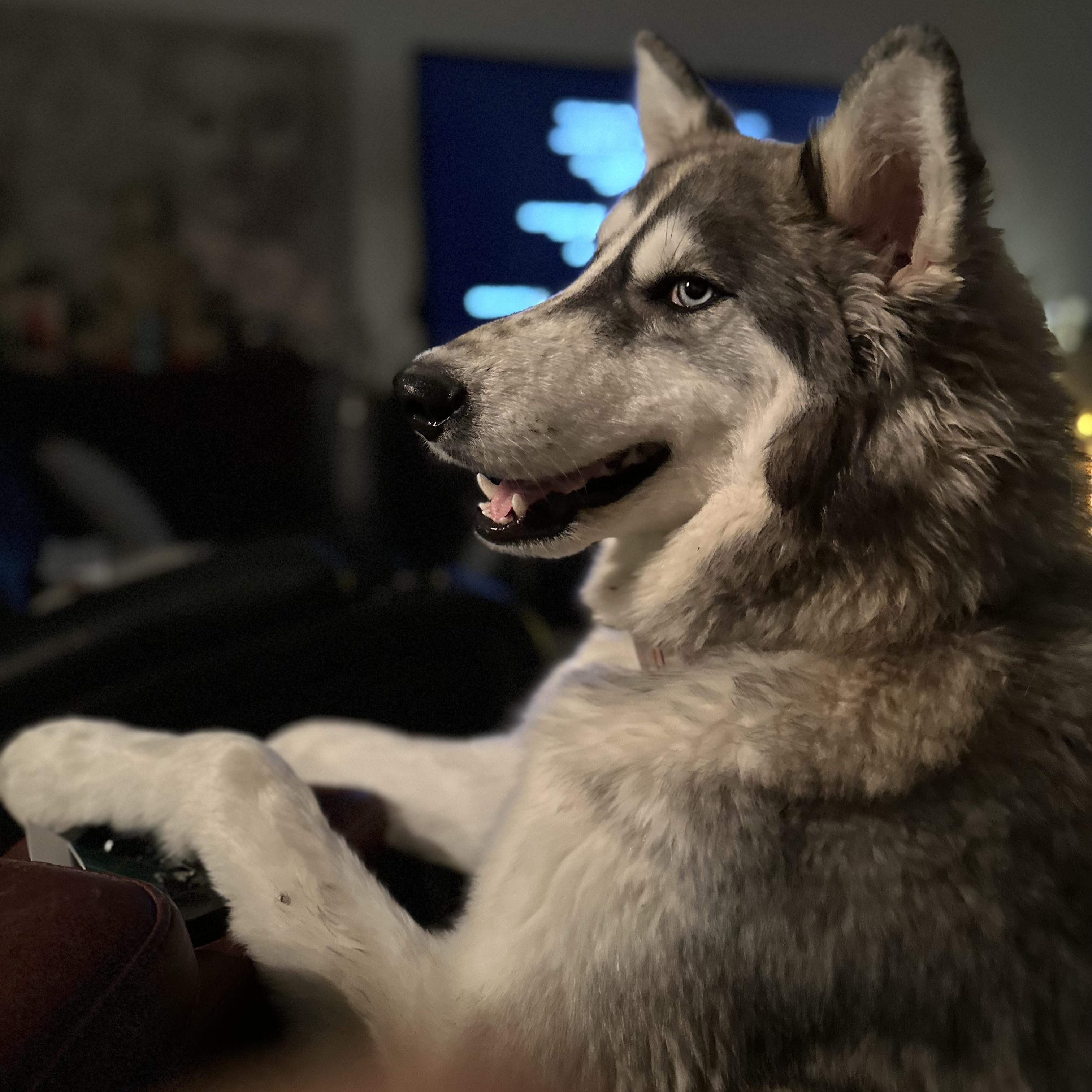 Ha Mei, an adoptable Siberian Husky in Eau Claire, WI, 54703 | Photo Image 2