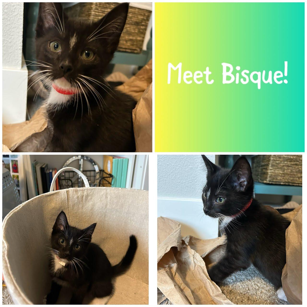 Enlarge Bisque, a Adoptable Domestic Short Hair in Newberg, OR image 1/1