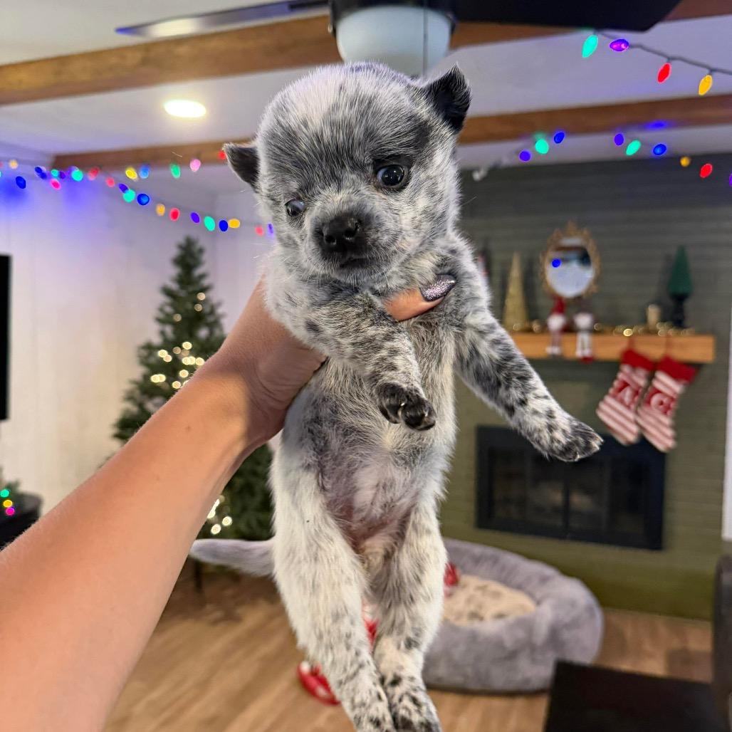 Eggnog, Adoptable, Puppy Female Australian Cattle Dog / Blue Heeler & Mixed Breed.