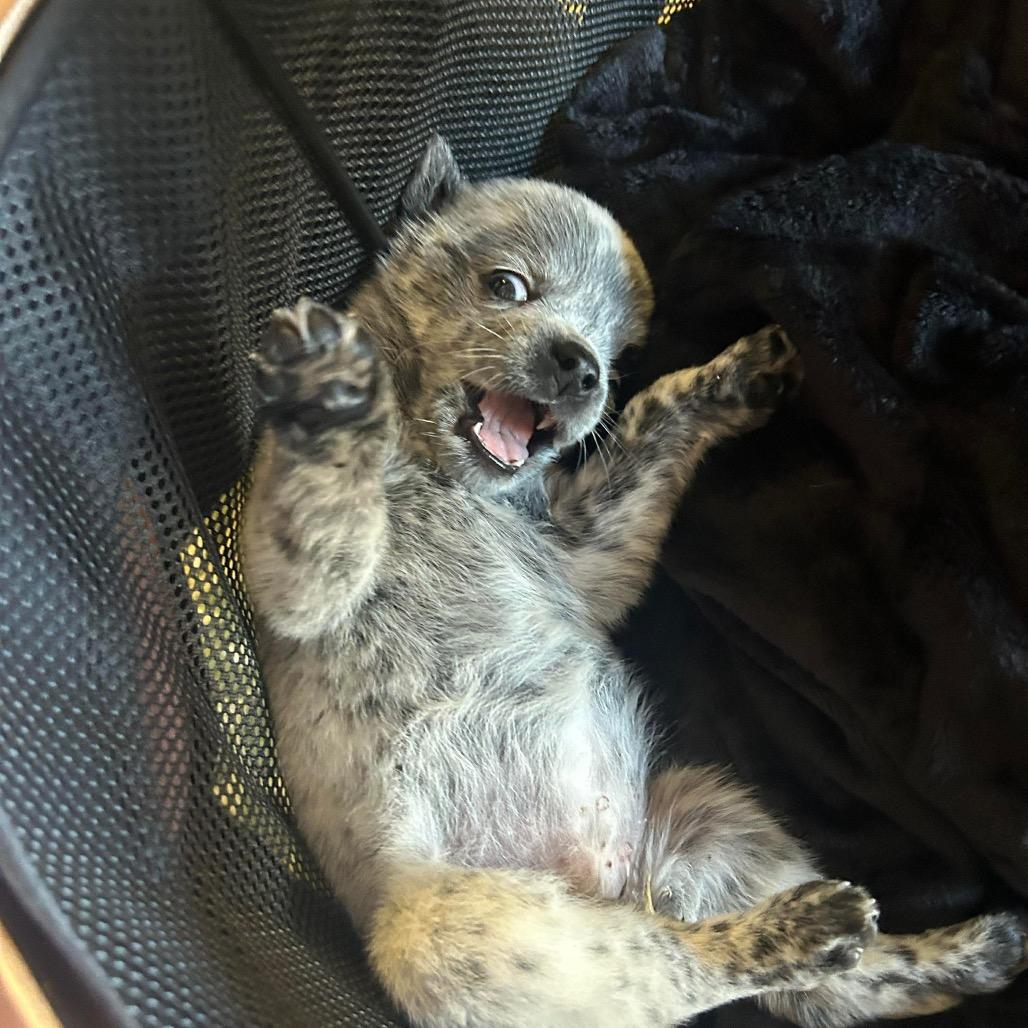 Enlarge Eggnog, a Adoptable mixed breed in Pearland, TX image 2/6