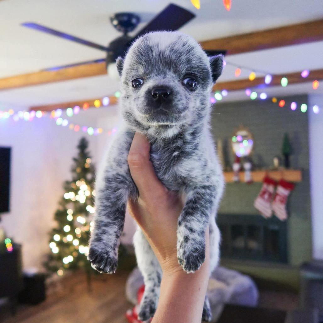 Enlarge Eggnog, a Adoptable mixed breed in Pearland, TX image 3/6