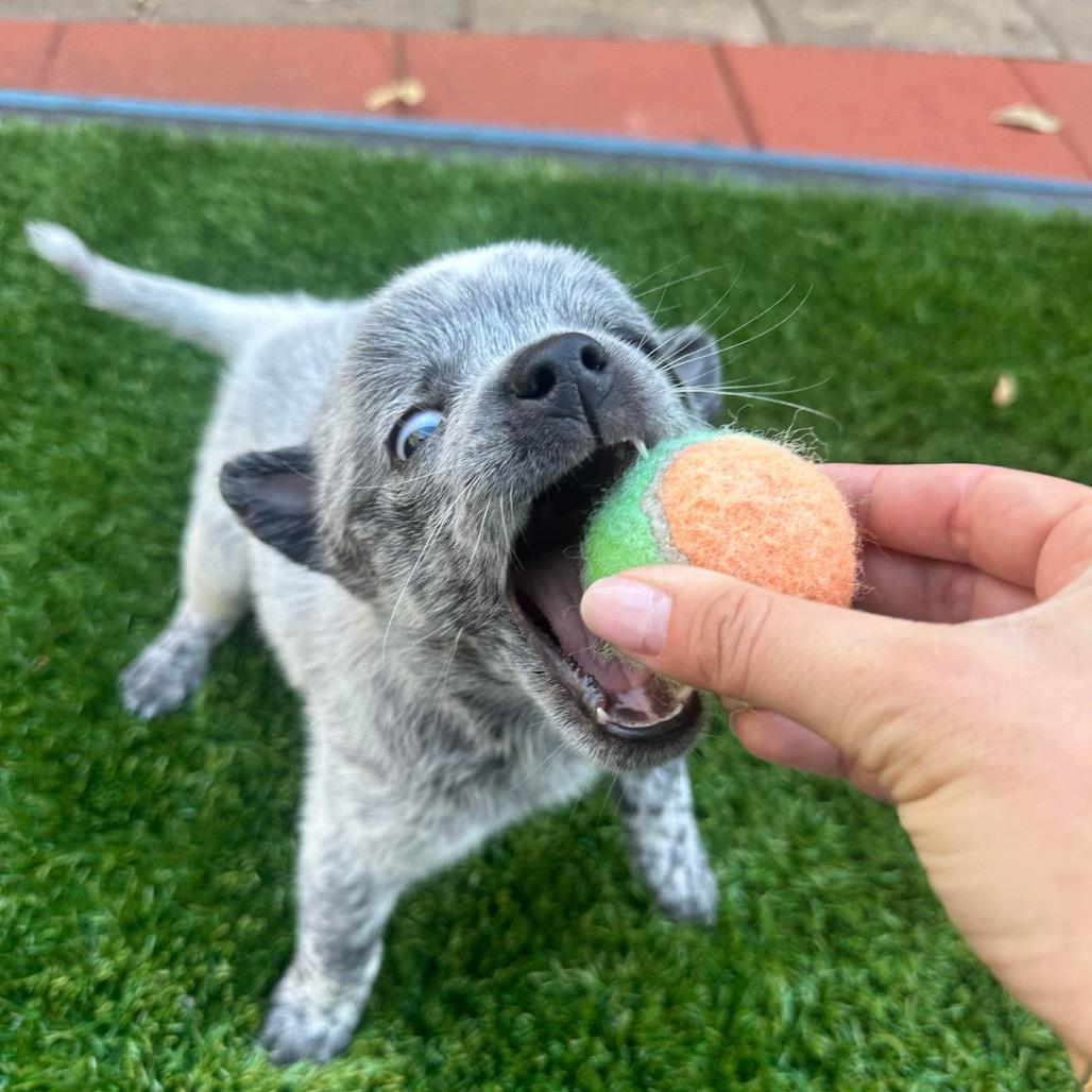 Enlarge Eggnog, a Adoptable mixed breed in Pearland, TX image 4/6