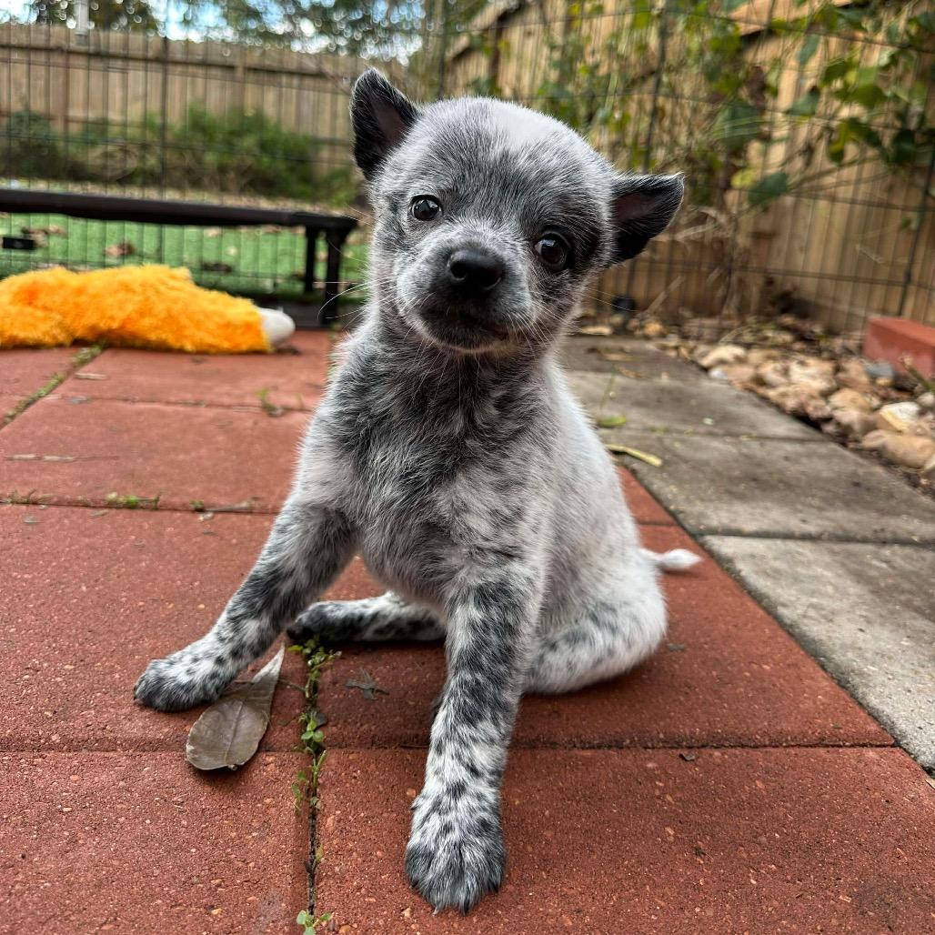 Enlarge Eggnog, a Adoptable mixed breed in Pearland, TX image 5/6
