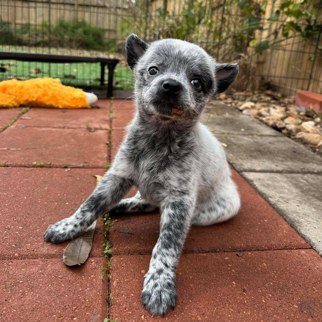 Enlarge Eggnog, a Adoptable mixed breed in Pearland, TX image 6/6
