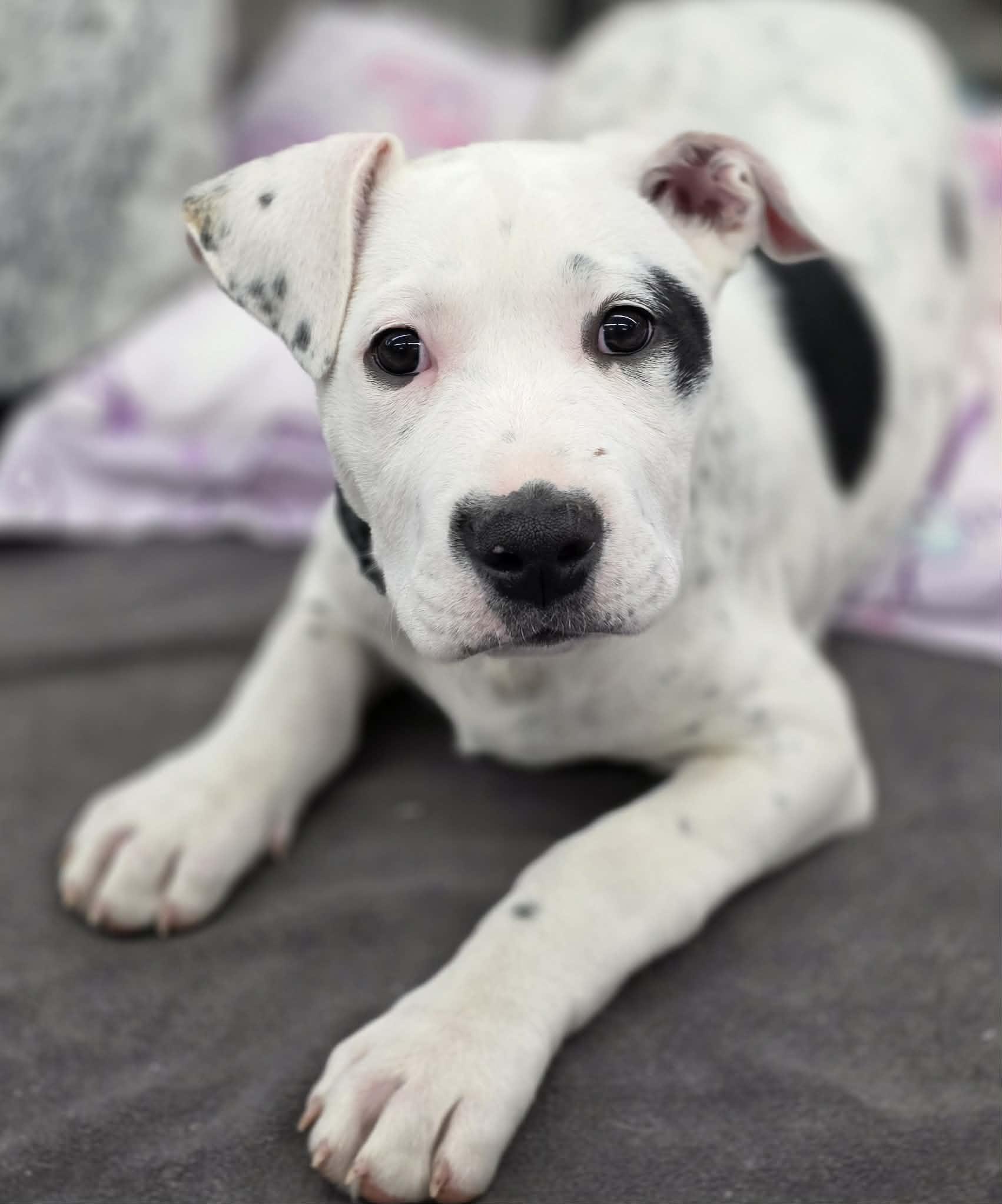 COLBY, ADOPTABLE, Puppy Male Australian Cattle Dog / Blue Heeler & Pit Bull Terrier.