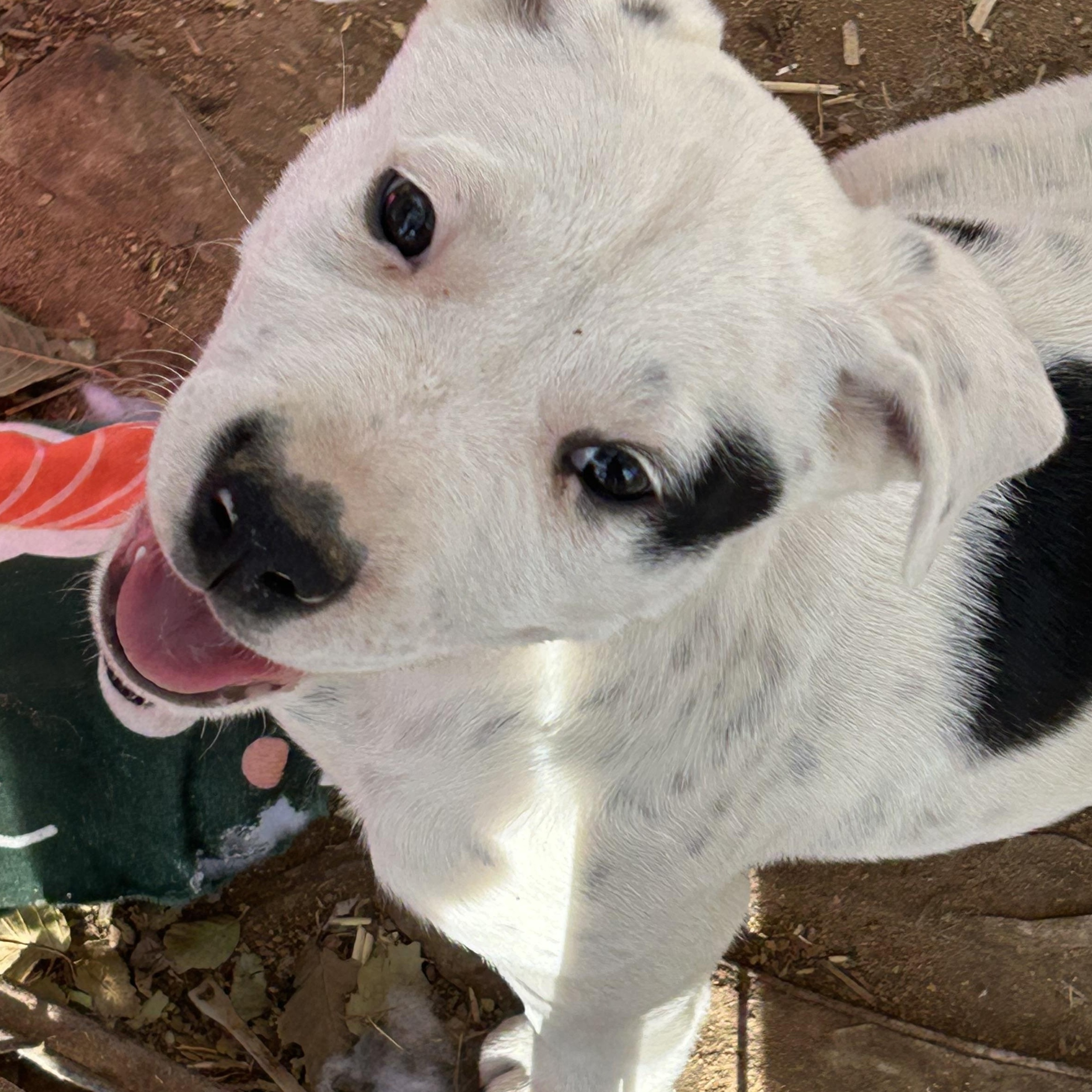 Enlarge COLBY, a ADOPTABLE mixed breed in Norco, CA image 2/2