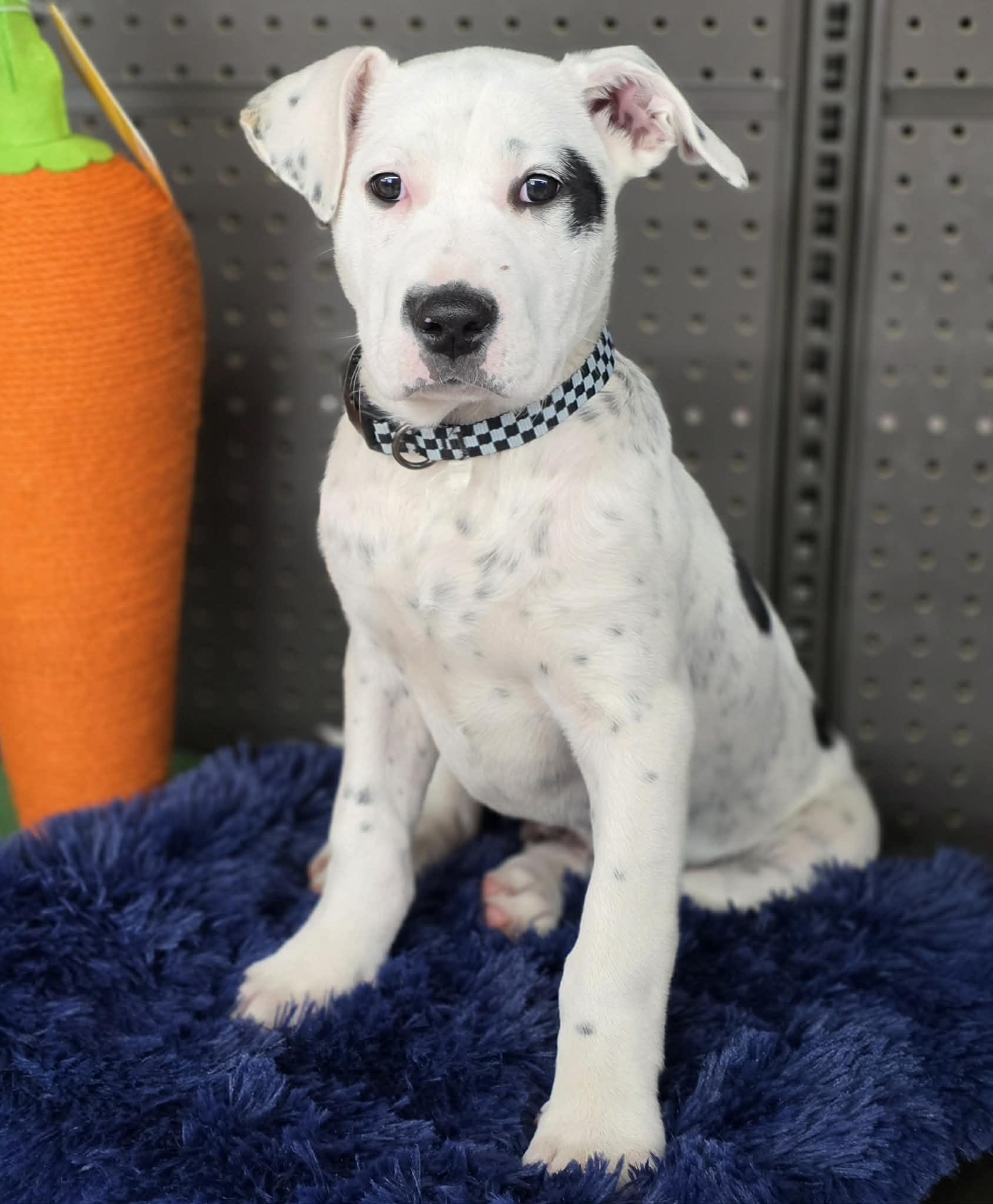 Enlarge COLBY, a ADOPTABLE mixed breed in Norco, CA image 4/4