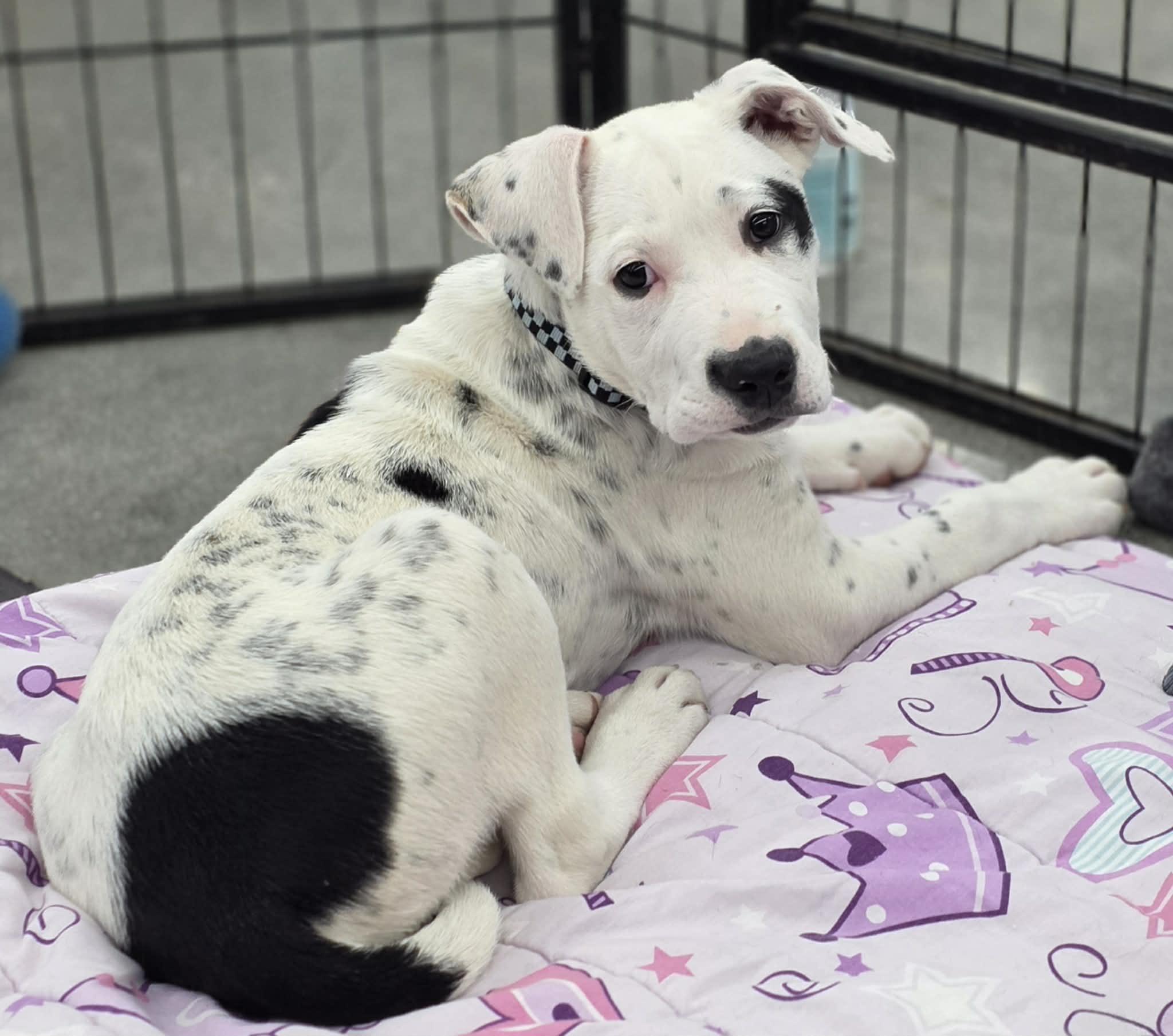 COLBY, Adoptable, Young Male Pit Bull Terrier & Great Dane.