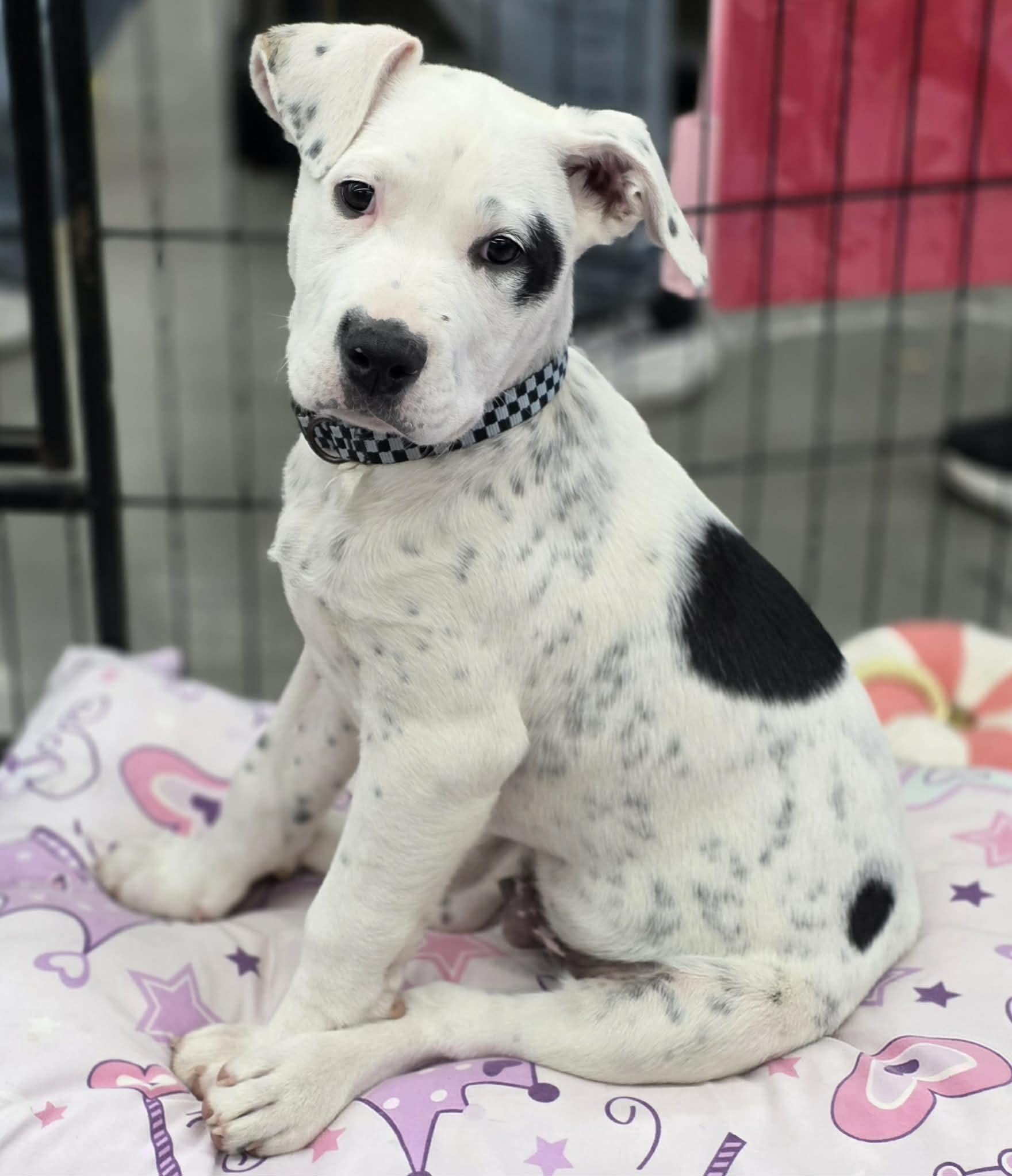 Enlarge COLBY, a ADOPTABLE mixed breed in Norco, CA image 3/4