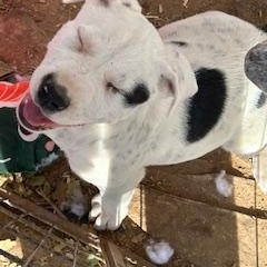 COLBY, ADOPTABLE, Puppy Male Pit Bull Terrier.