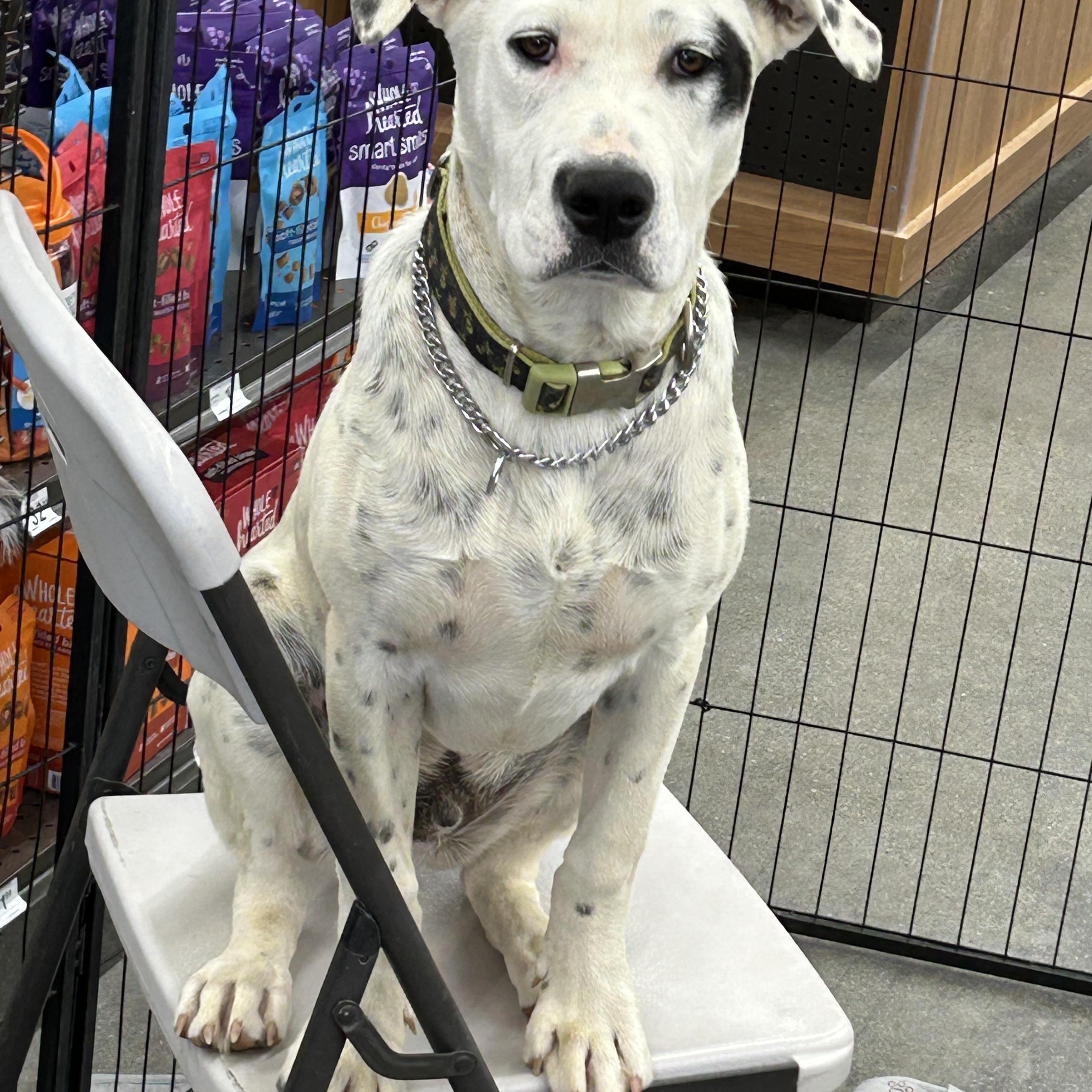 Enlarge COLBY, a Adoptable mixed breed in Norco, CA image 2/2