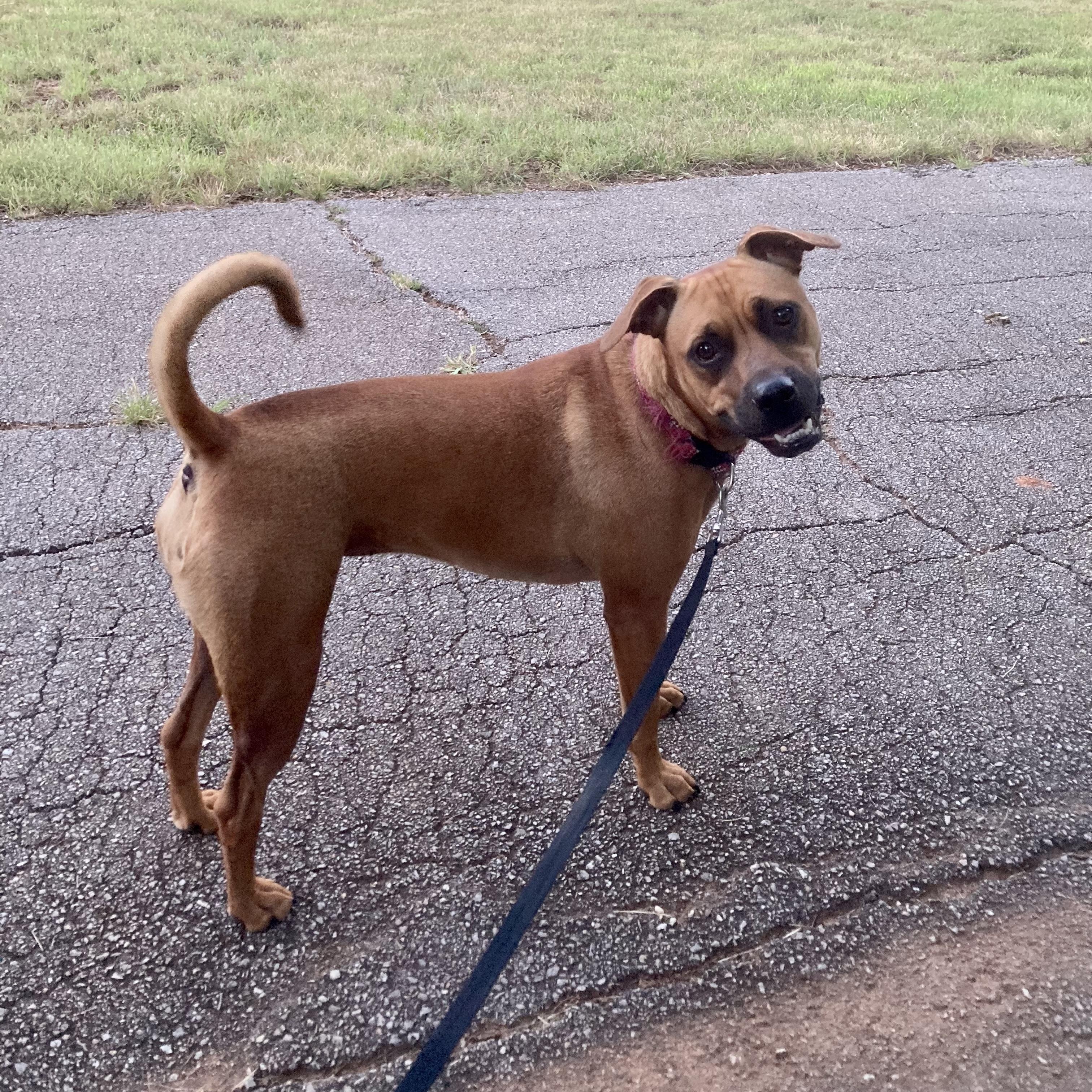 Paris, a Adoptable mixed breed in Noble, OK image 4/6
