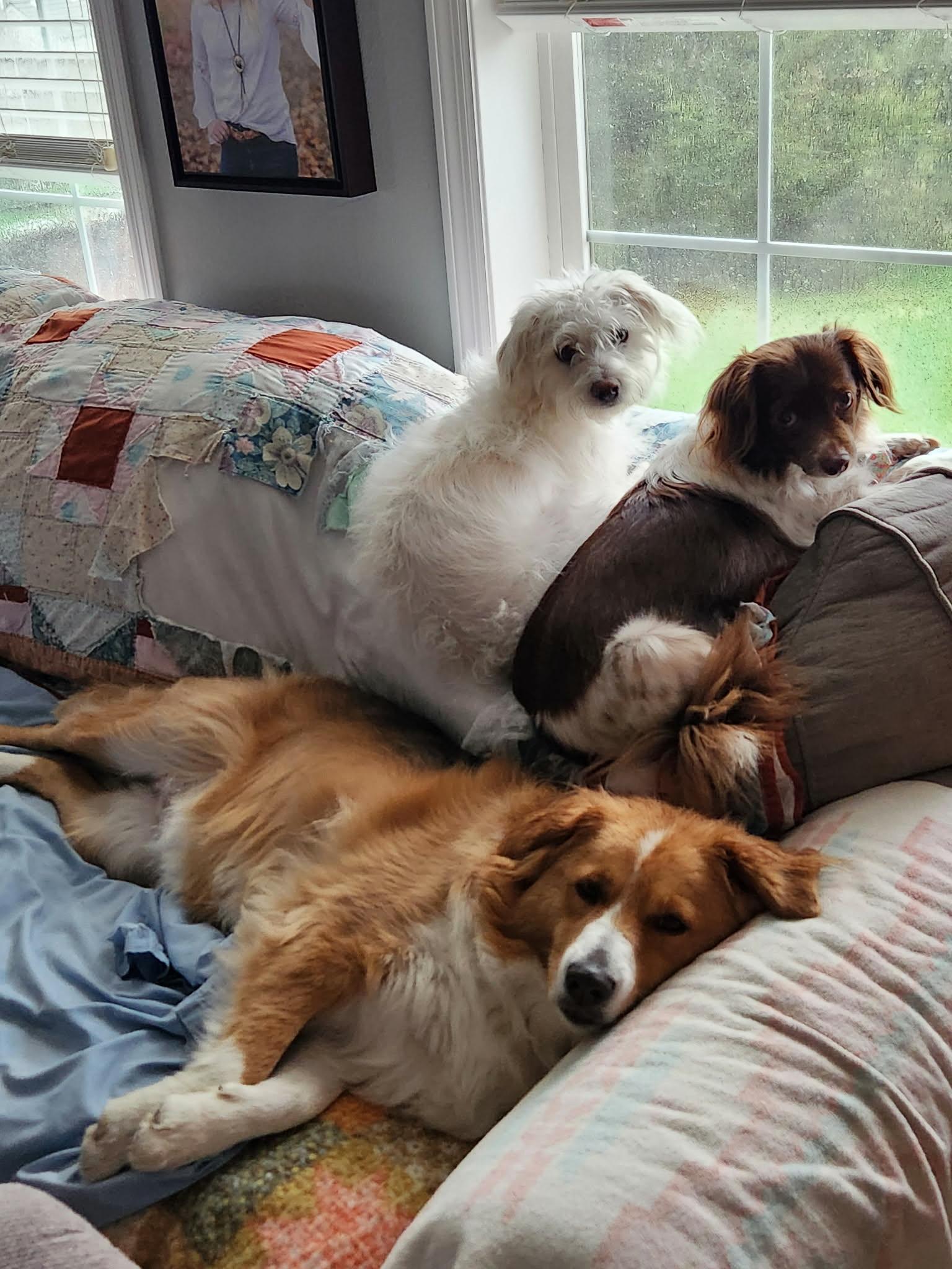 Enlarge Cozy, a ADOPTABLE mixed breed in Cedar Rapids, IA image 5/6