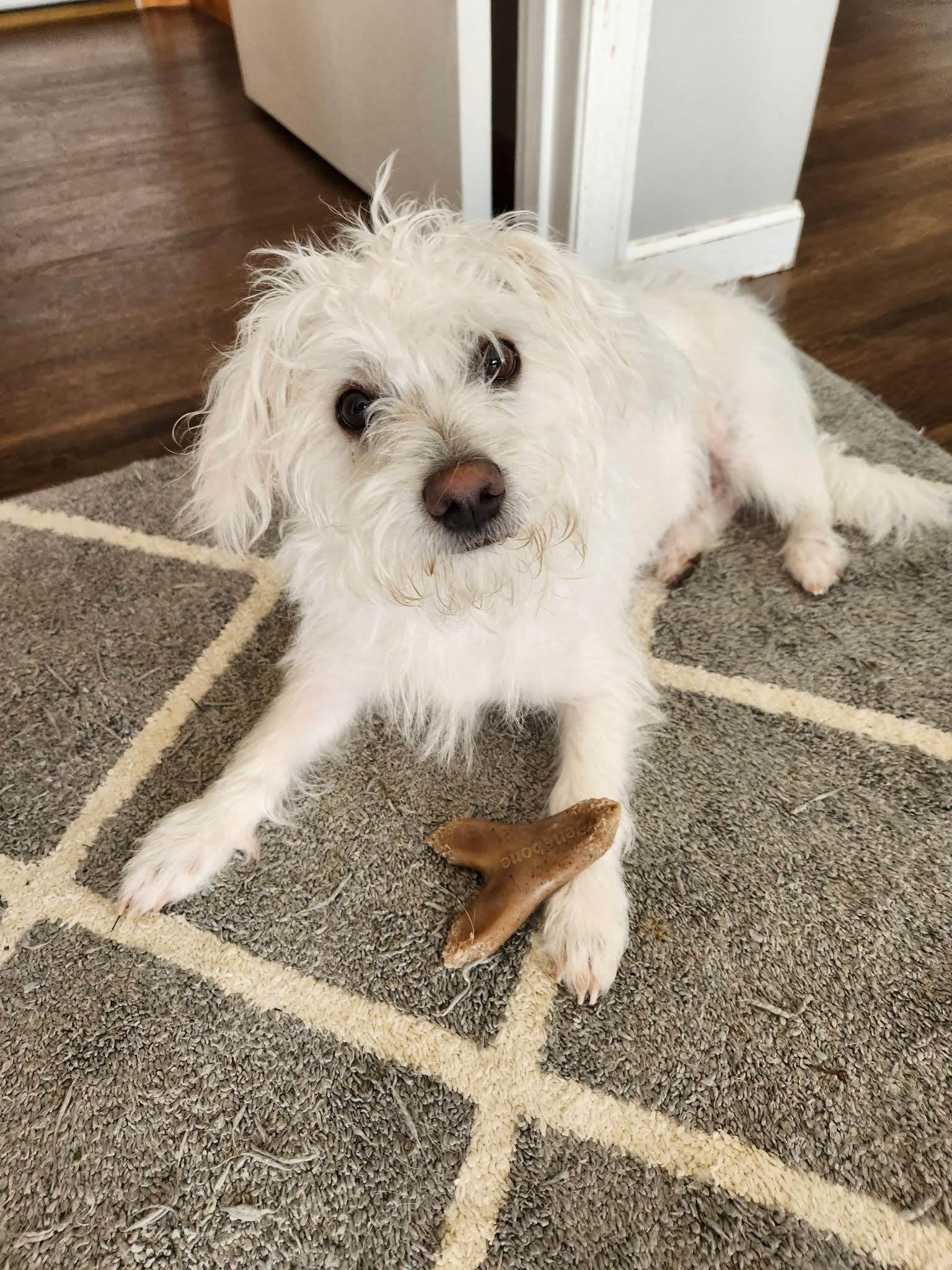 Enlarge Cozy, a ADOPTABLE mixed breed in Cedar Rapids, IA image 4/6