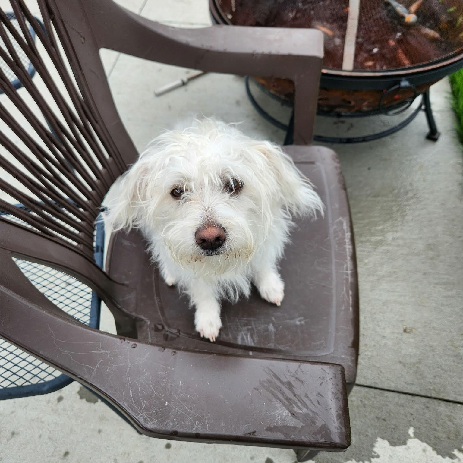 Enlarge Cozy, a ADOPTABLE mixed breed in Cedar Rapids, IA image 1/6