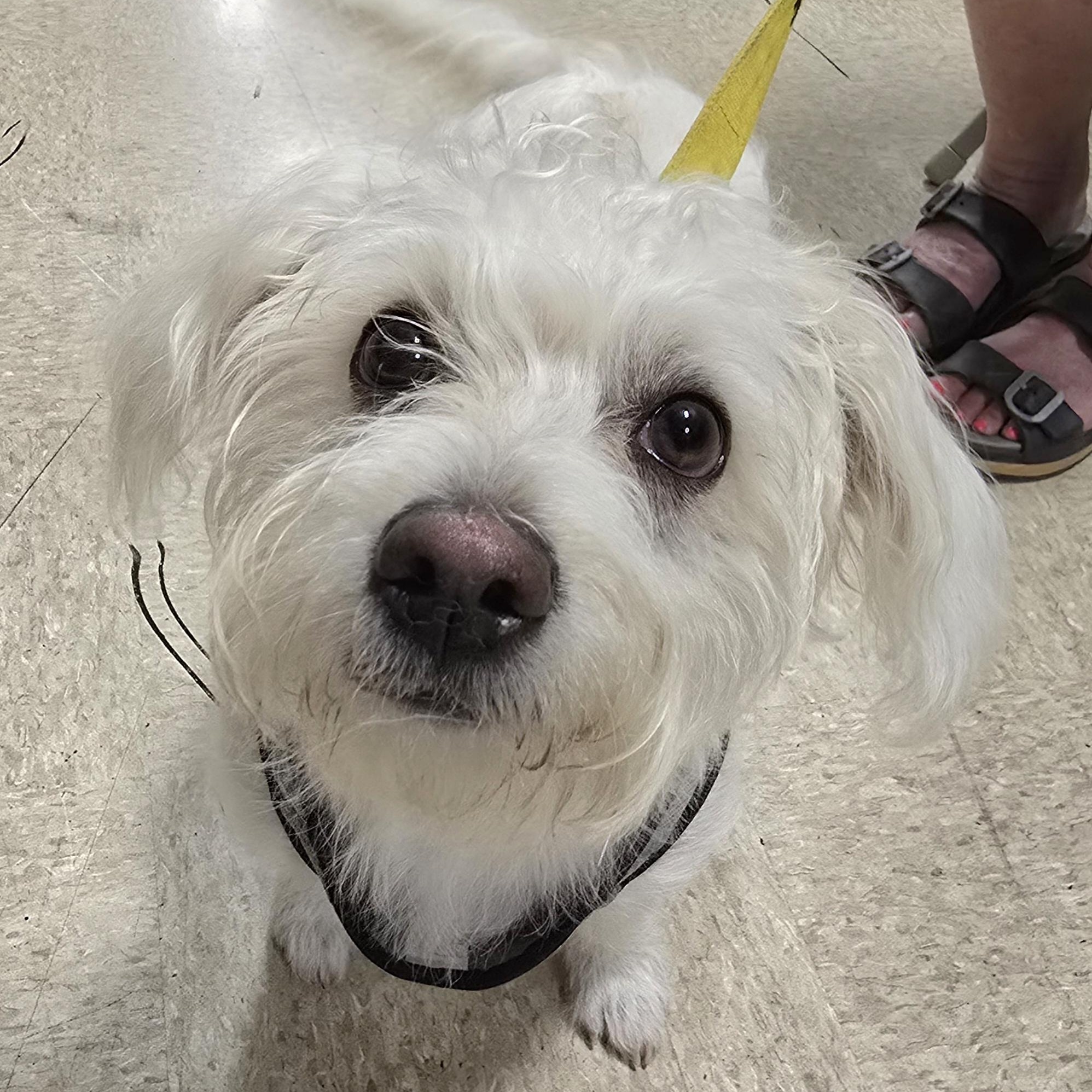 Cozy, a ADOPTABLE mixed breed in Cedar Rapids, IA image 1/6