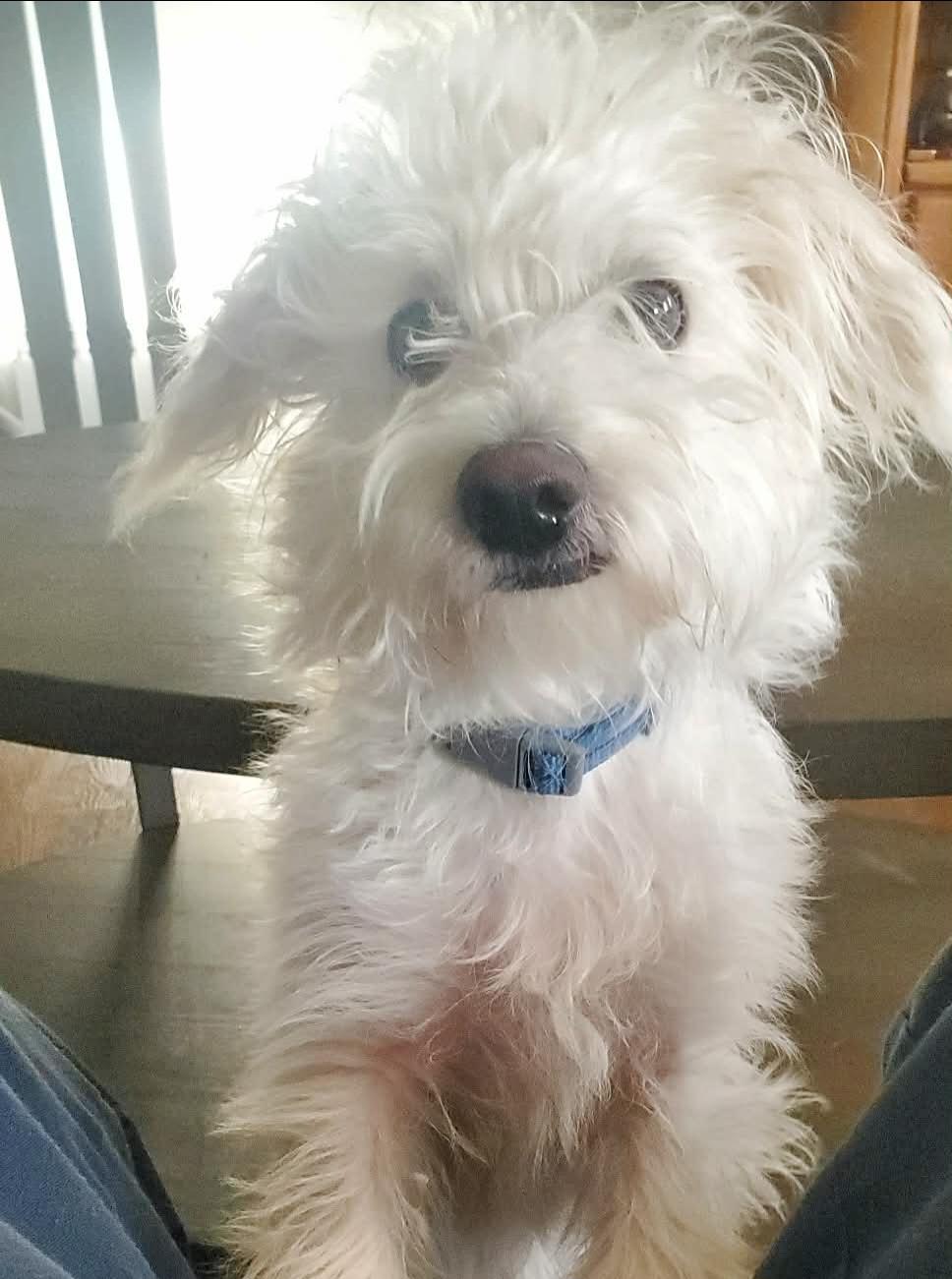 Cozy, a ADOPTABLE Mixed Breed in Cedar Rapids, IA image 3/6