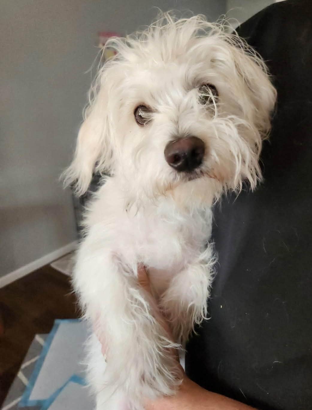 Cozy, a ADOPTABLE Mixed Breed in Cedar Rapids, IA image 2/6