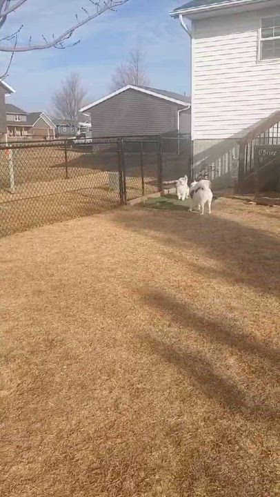 Enlarge Cozy, a ADOPTABLE Mixed Breed in Cedar Rapids, IA video 5/6