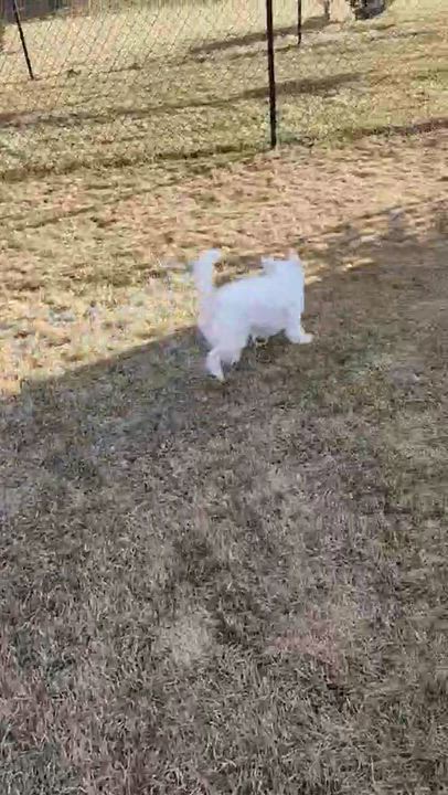 Enlarge Cozy, a ADOPTABLE mixed breed in Cedar Rapids, IA video 6/6