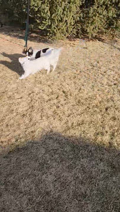 Enlarge Cozy, a ADOPTABLE Mixed Breed in Cedar Rapids, IA video 6/6