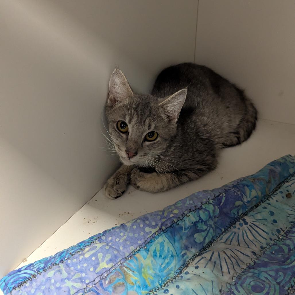 Funyuns, Adoptable, Adult Male Domestic Short Hair.