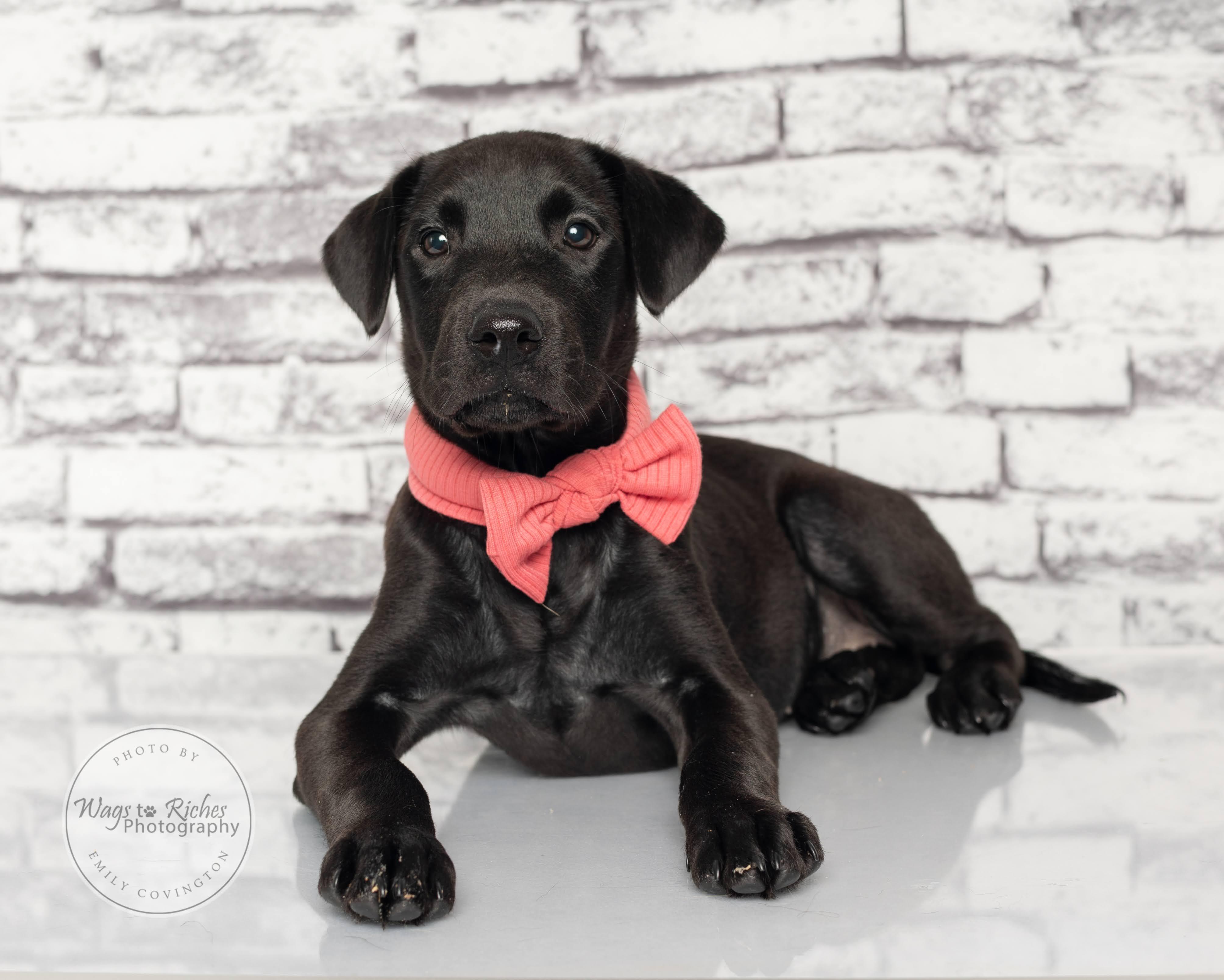 Mary - Adopted, an adopted Labrador Retriever in Southington, CT image 3/6