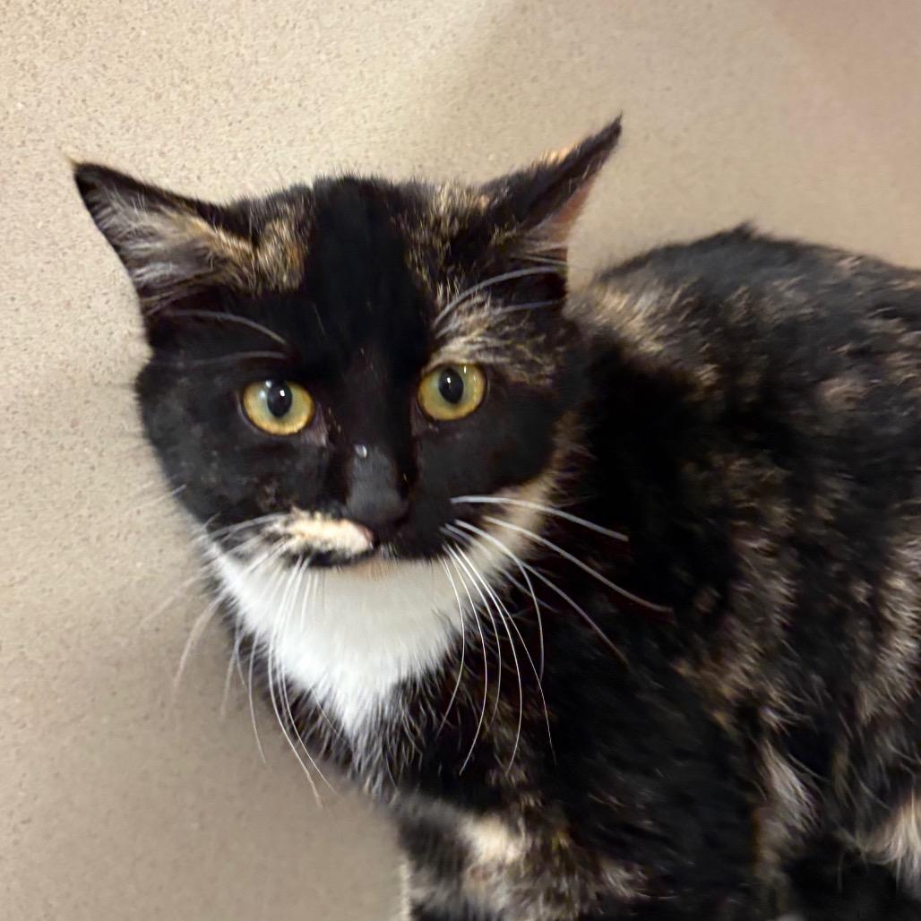 Elphaba, a Adoptable Domestic Short Hair in Rifle, CO image 1/3