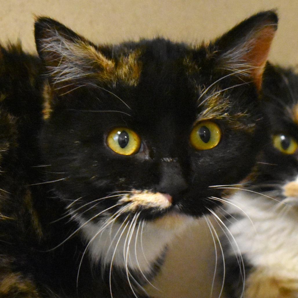 Elphaba, a Adoptable Domestic Short Hair in Rifle, CO image 2/3