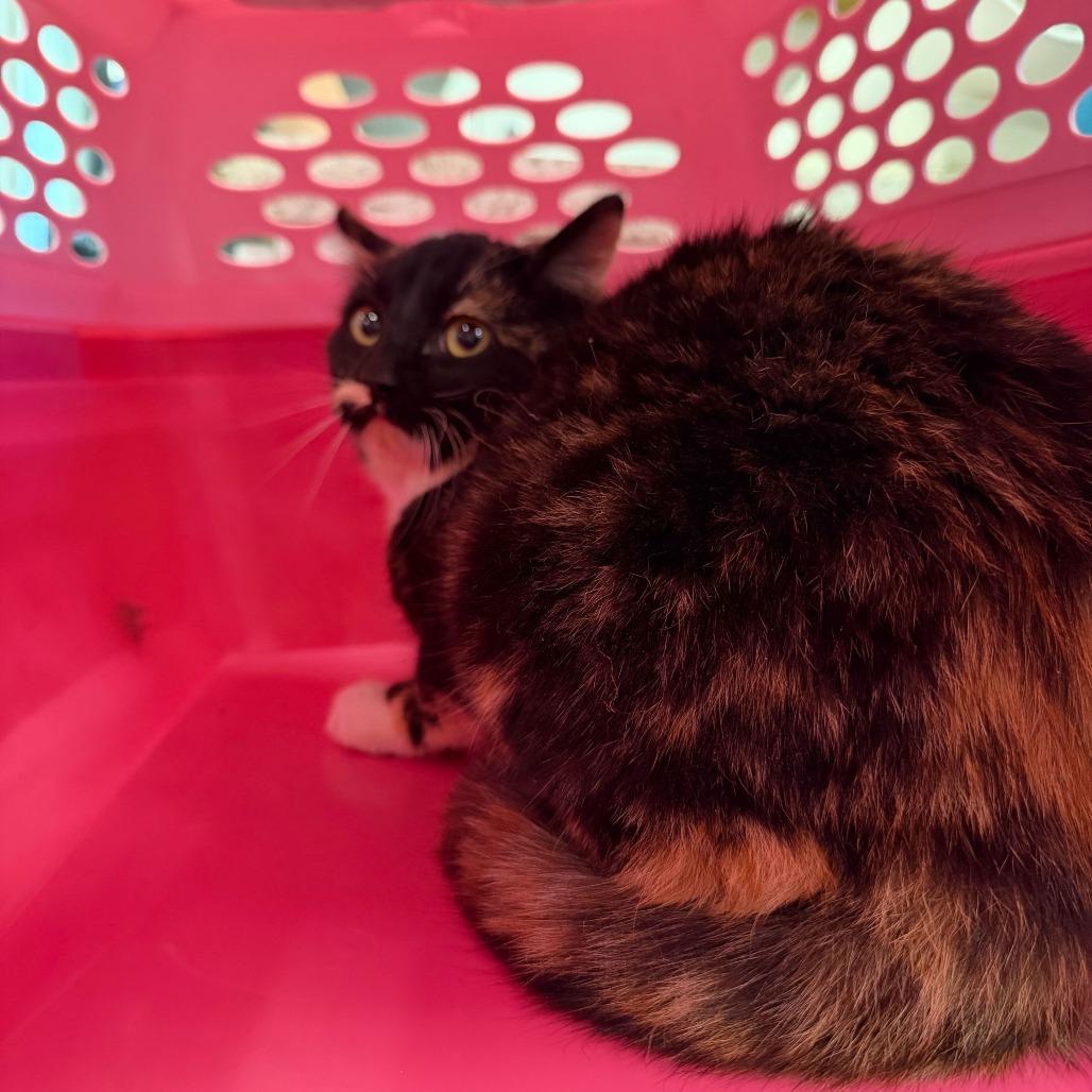 Elphaba, a Adoptable Domestic Short Hair in Rifle, CO image 3/3