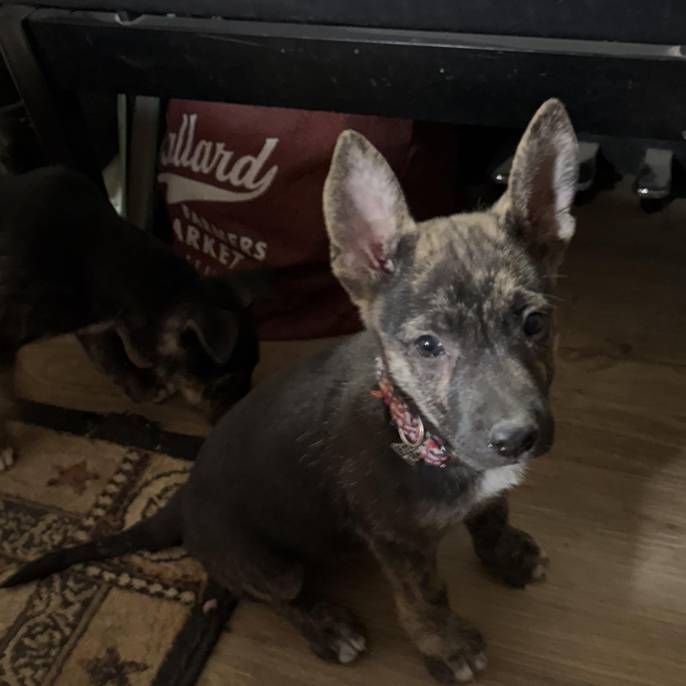 Enlarge Beacon, a Adoptable mixed breed in New Braunfels, TX image 1/6