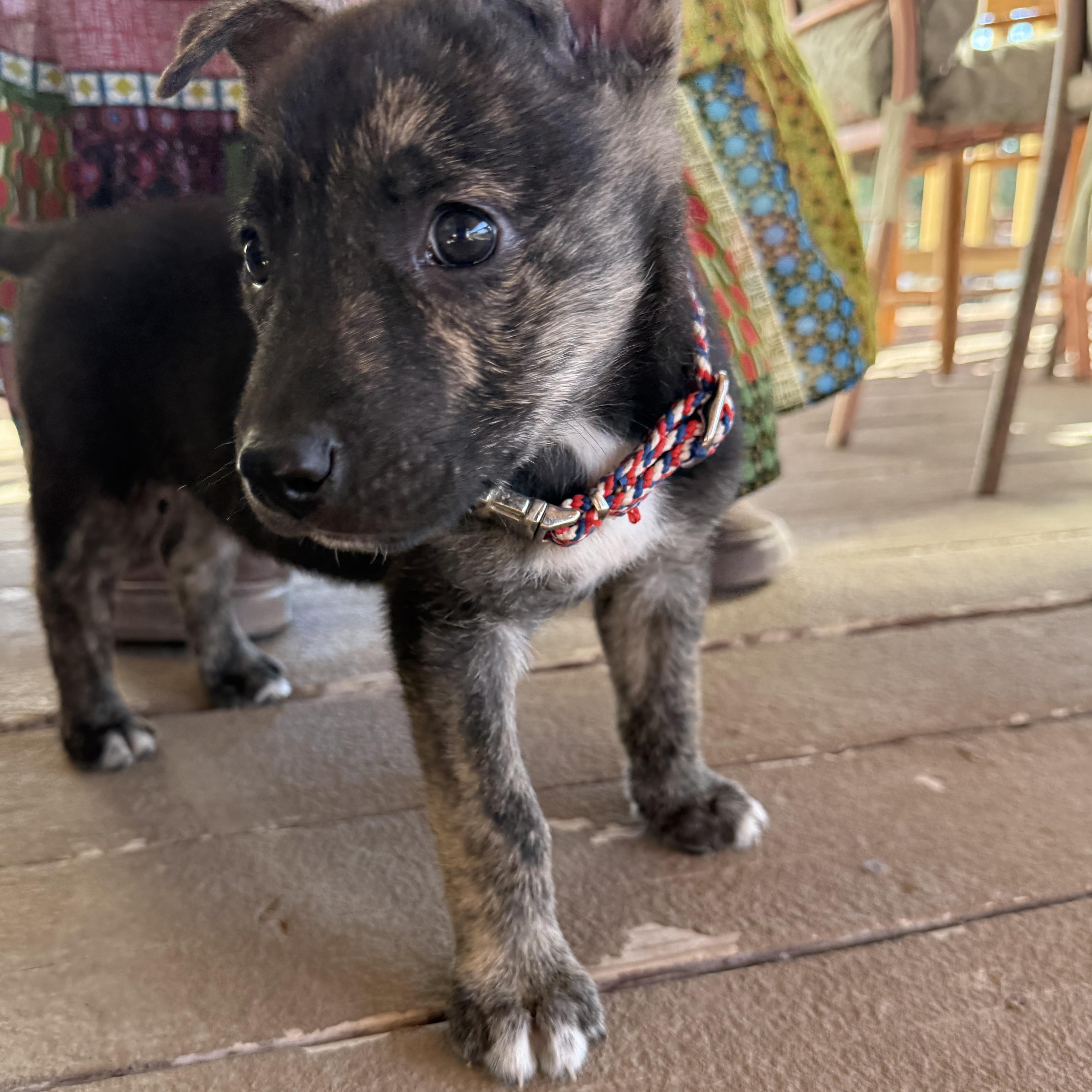 Enlarge Beacon, a Adoptable mixed breed in New Braunfels, TX image 6/6