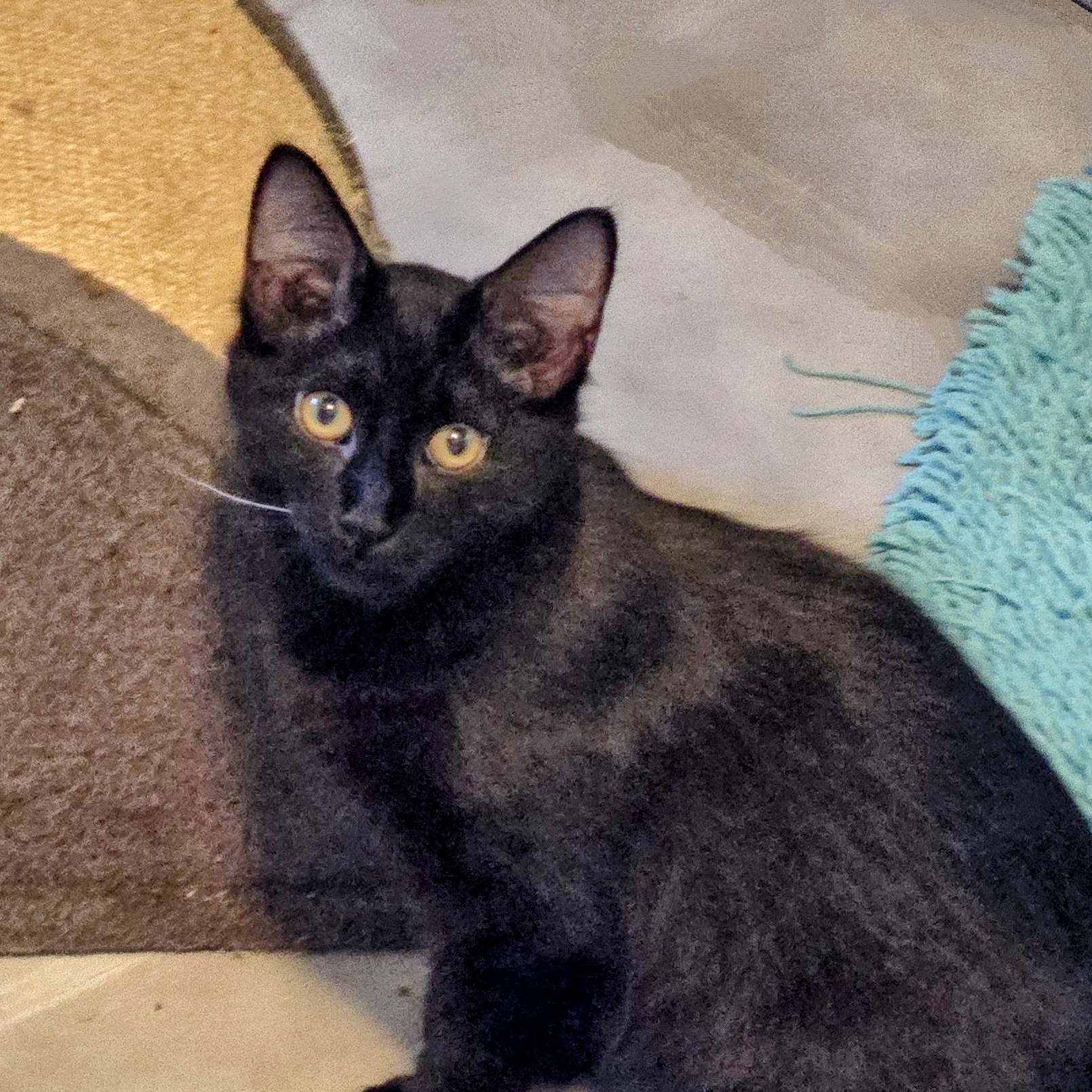 Phoenix, a Adoptable mixed breed in New Port Richey, FL image 3/4