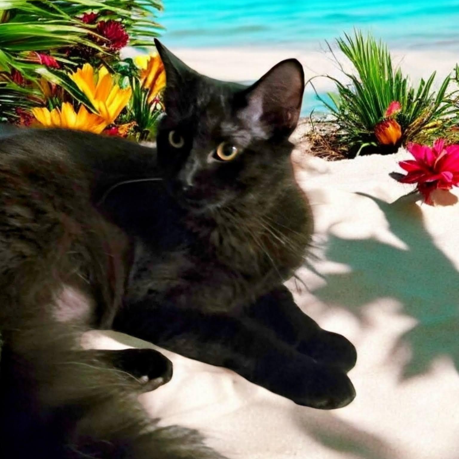 Phoenix, Adoptable, Young Male Domestic Medium Hair & Siamese.