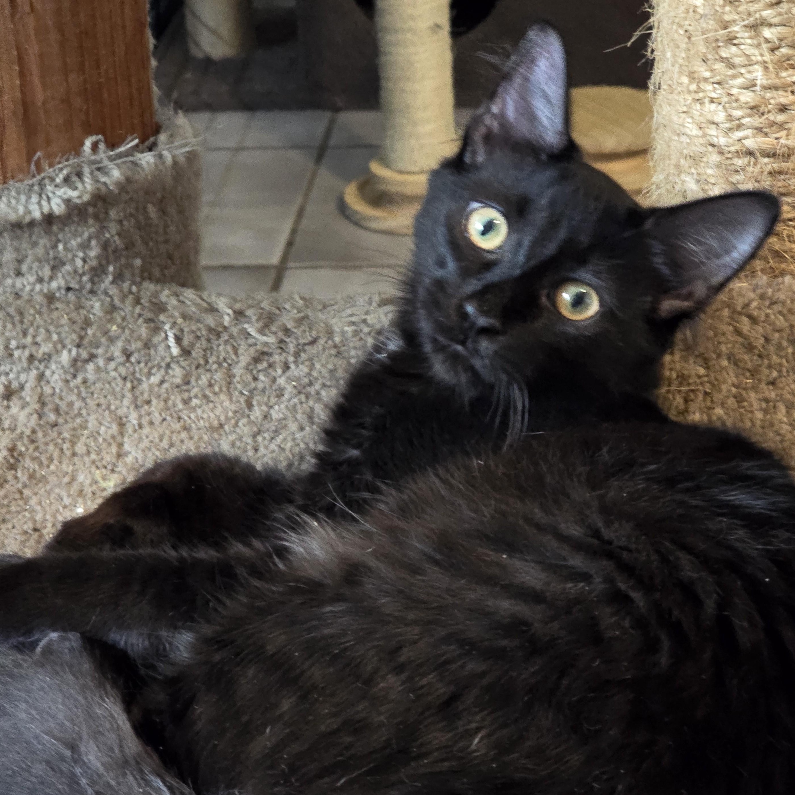 Phoenix, a Adoptable mixed breed in New Port Richey, FL image 2/4