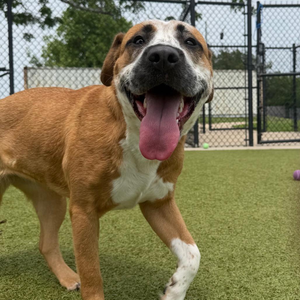 Fraidy, a Adoptable mixed breed in Bryan, TX image 1/6