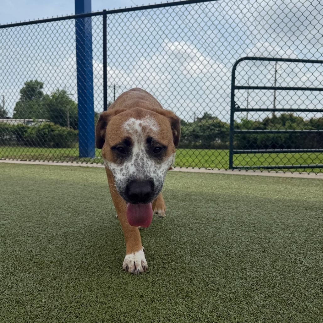 Fraidy, a Adoptable mixed breed in Bryan, TX image 2/6