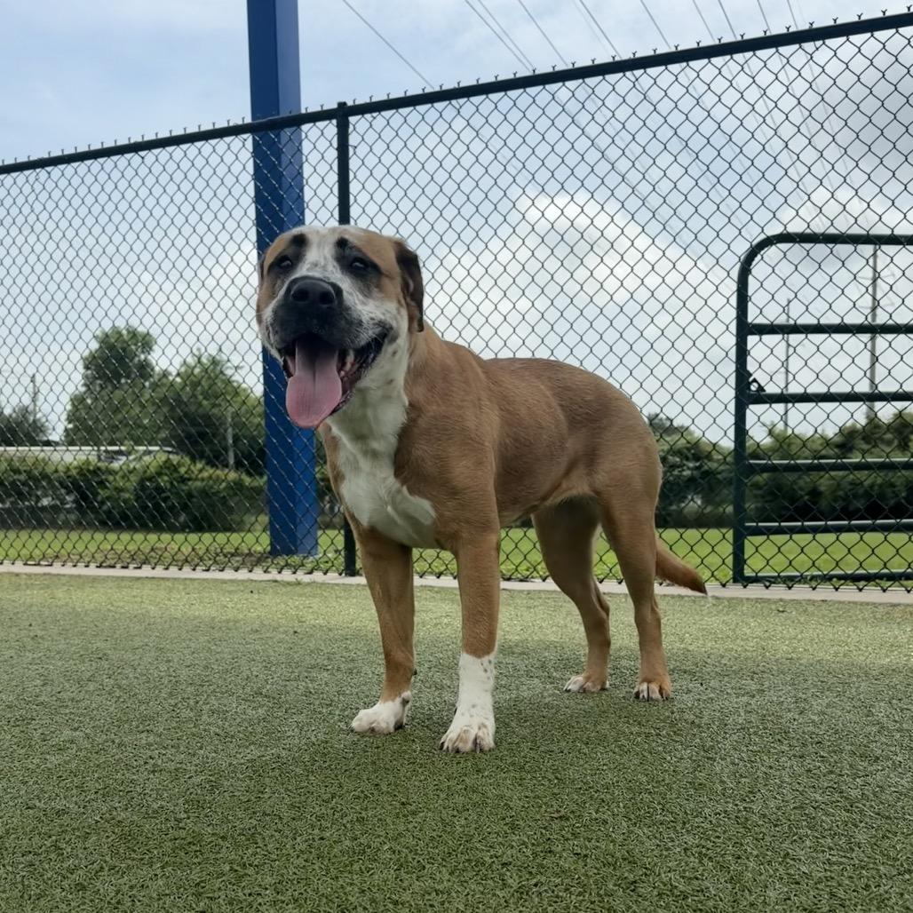 Fraidy, a Adoptable mixed breed in Bryan, TX image 3/6