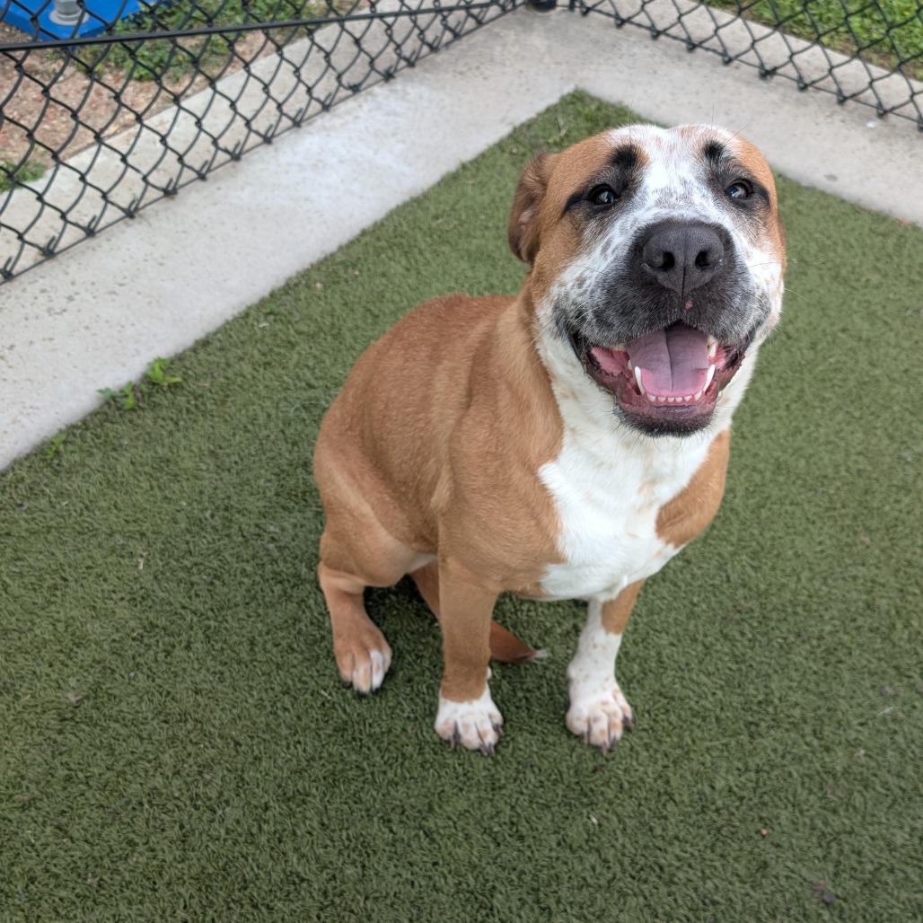 Fraidy, a Adoptable mixed breed in Bryan, TX image 4/6