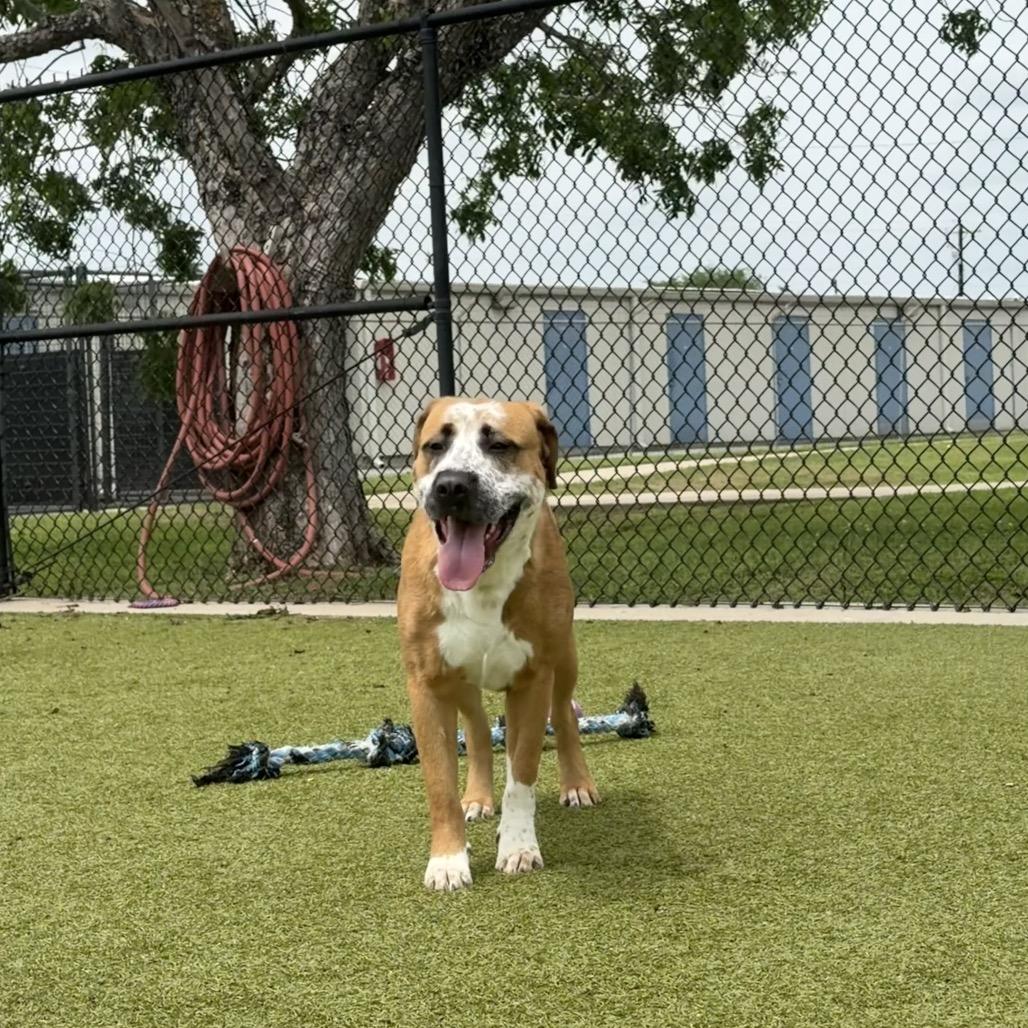 Fraidy, a Adoptable mixed breed in Bryan, TX image 5/6