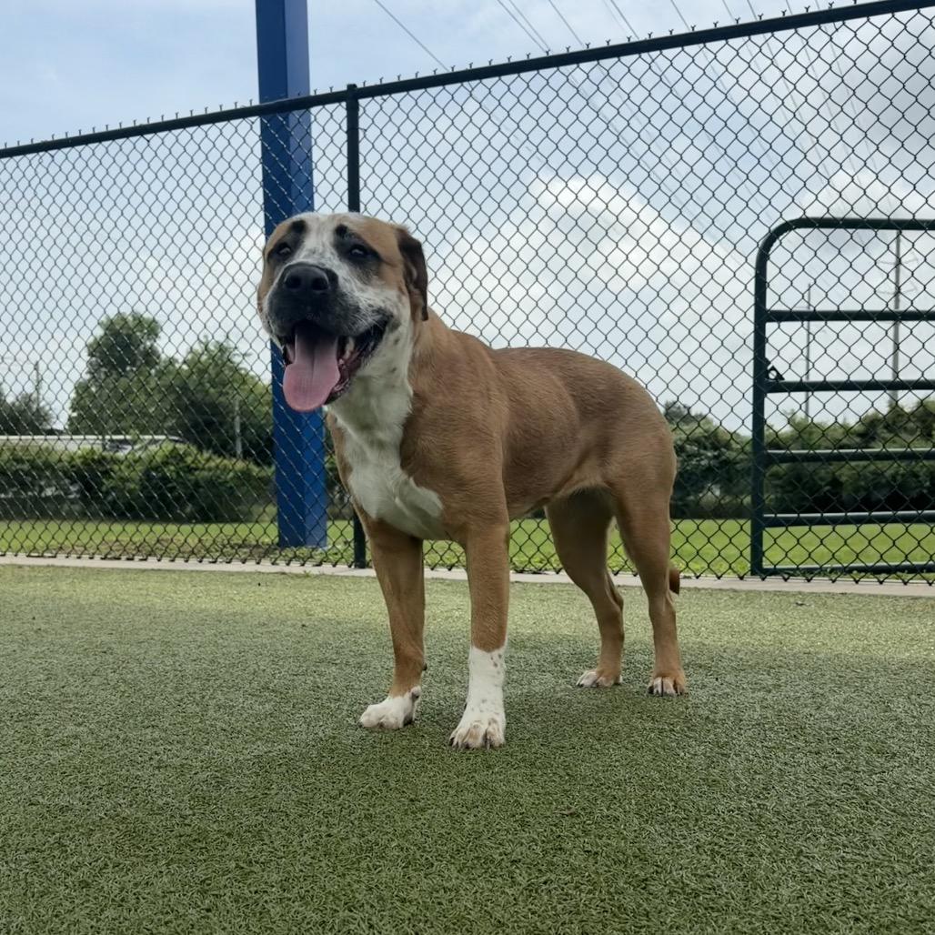 Fraidy, a Adoptable mixed breed in Bryan, TX image 6/6