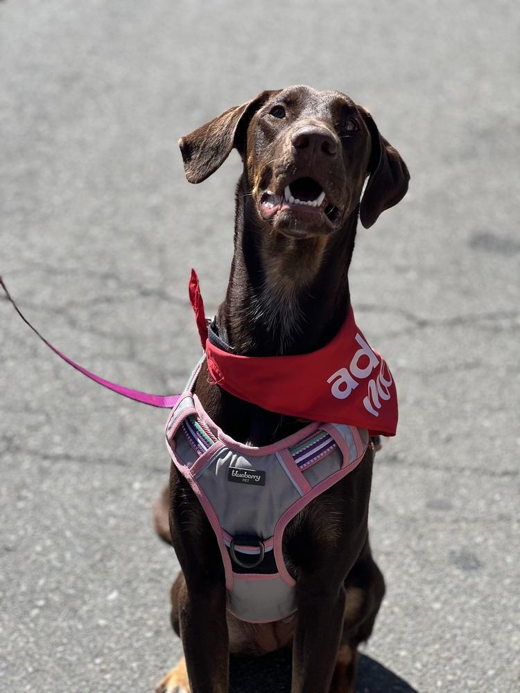 Yumi, a Adoptable Doberman Pinscher in Pleasant Hill, CA image 1/3